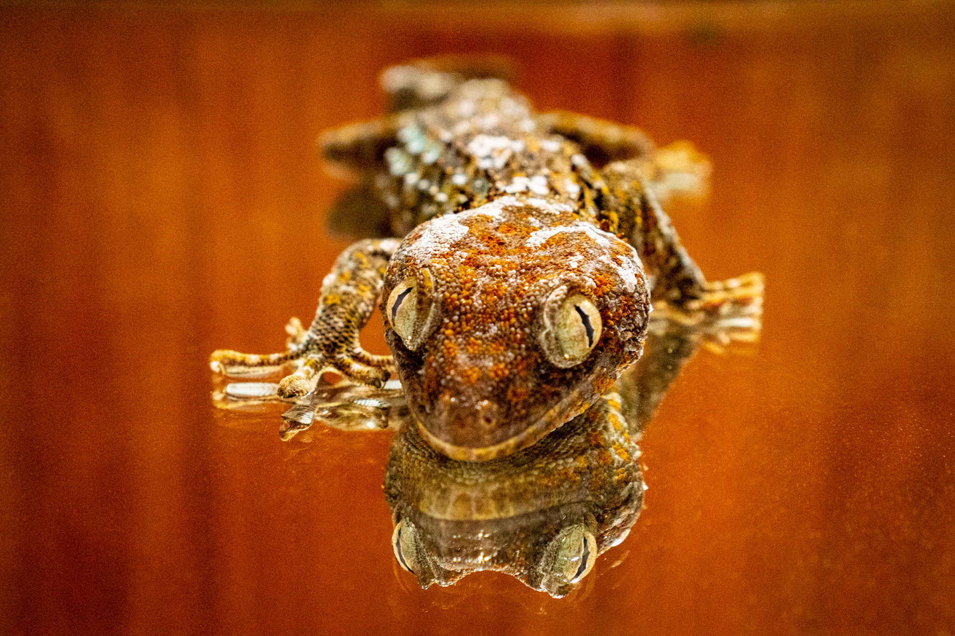 Le Gecko 2