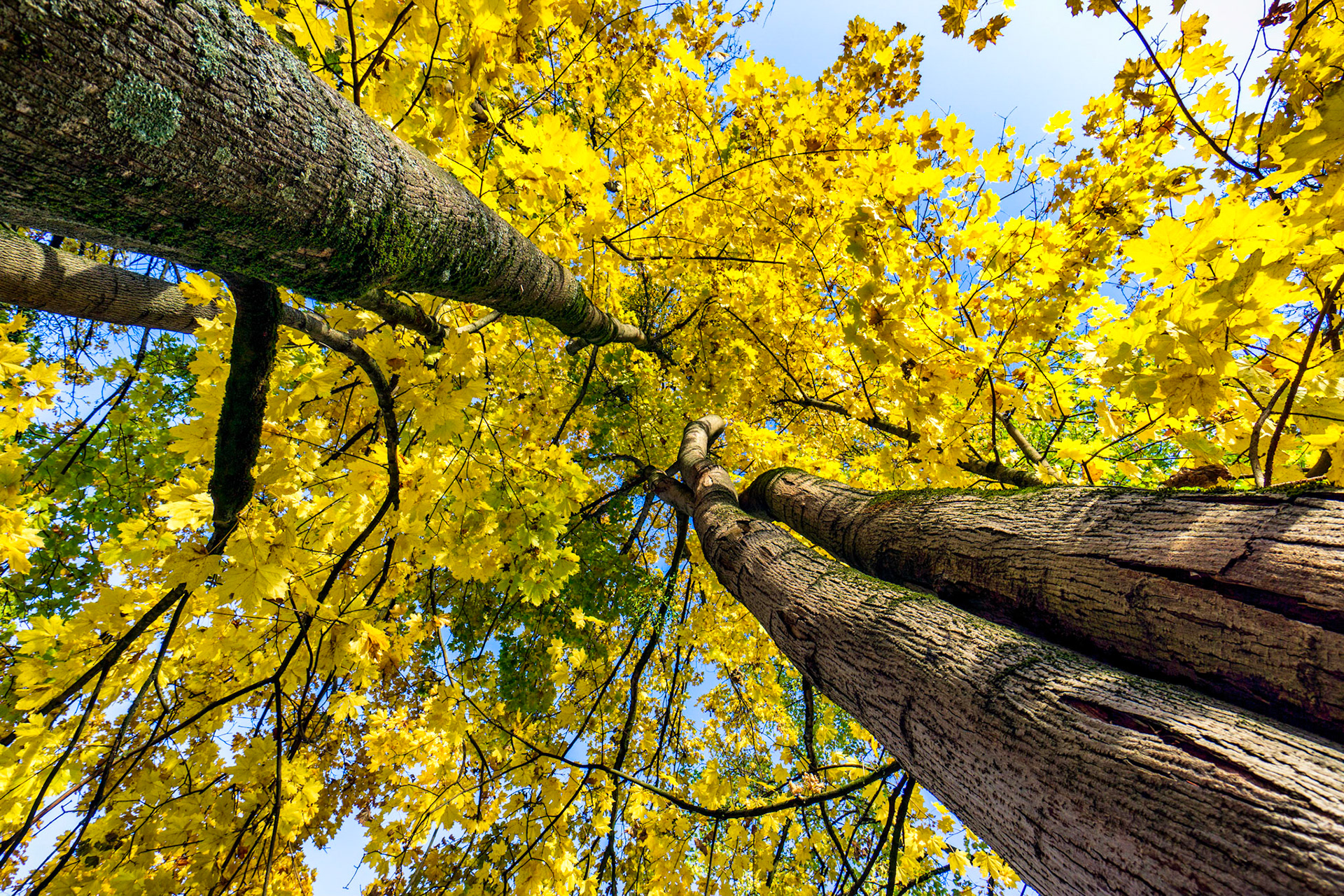Automne 2