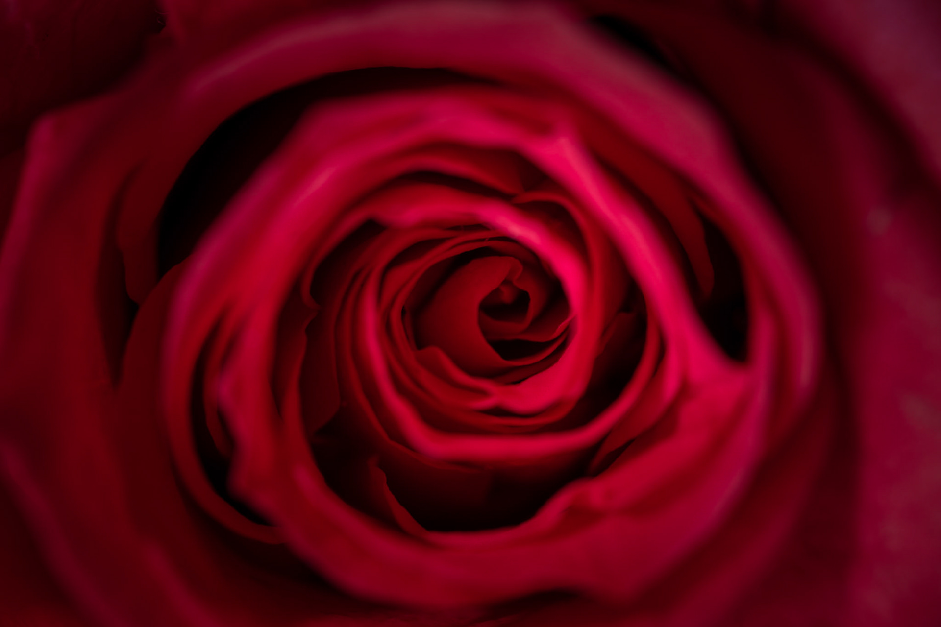 La Rose Rouge