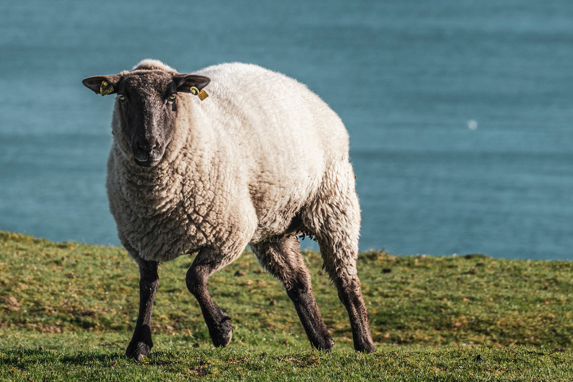Le Mouton