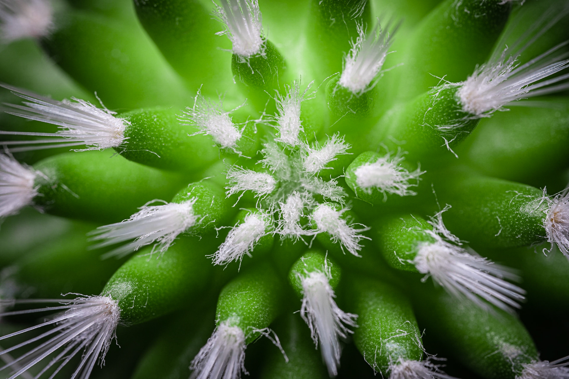 Le Cactus