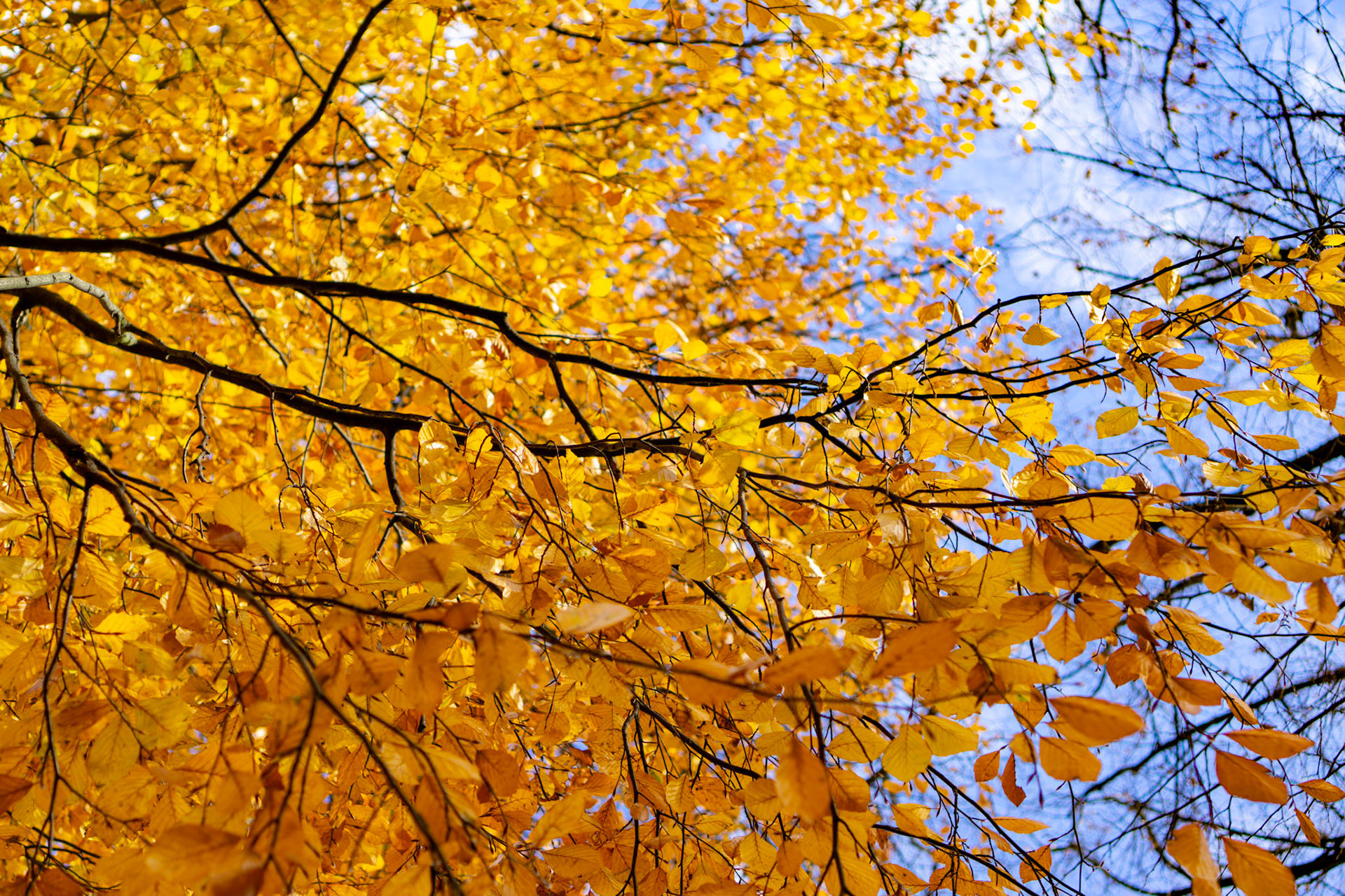 Automne 1
