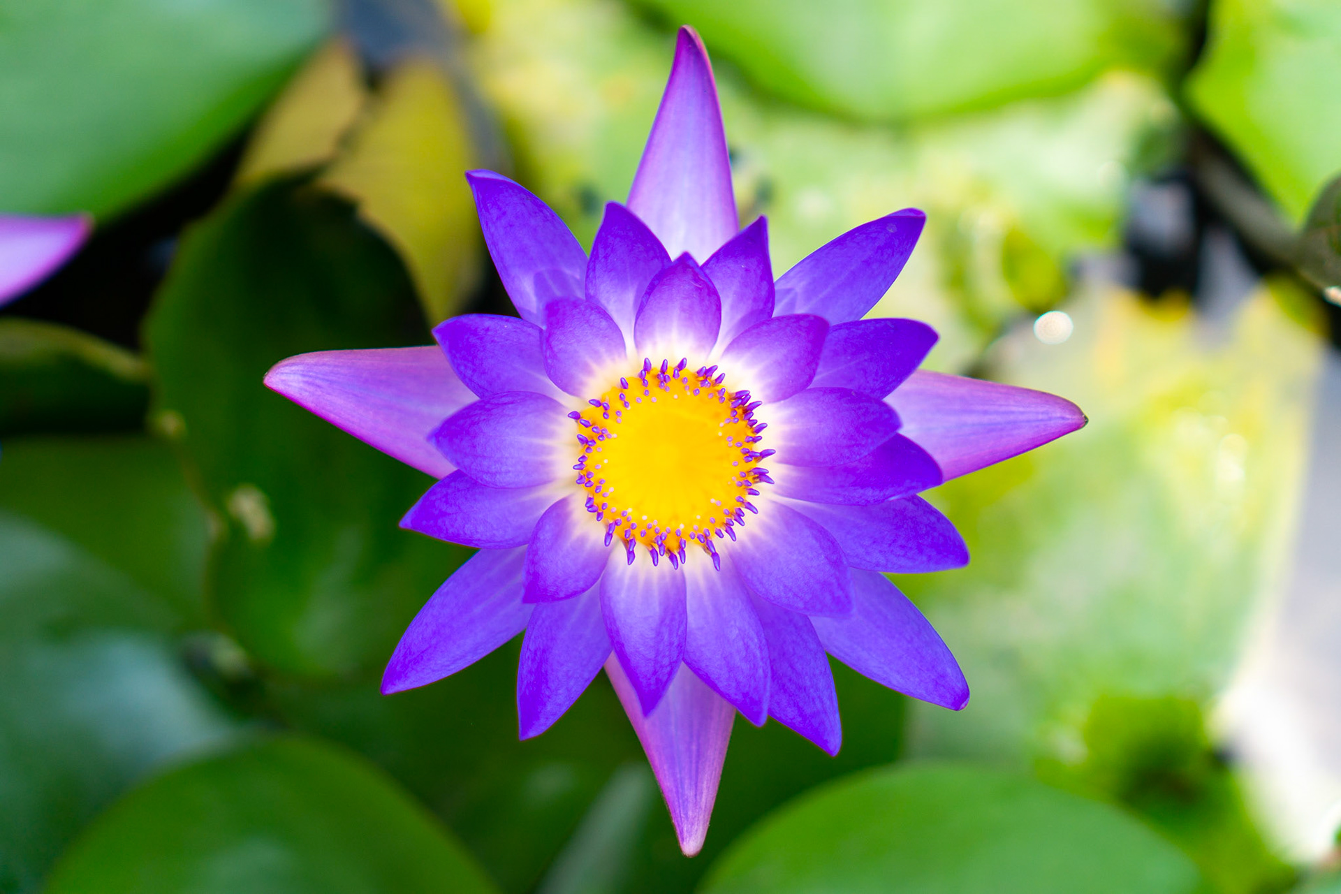 Le Lotus 2