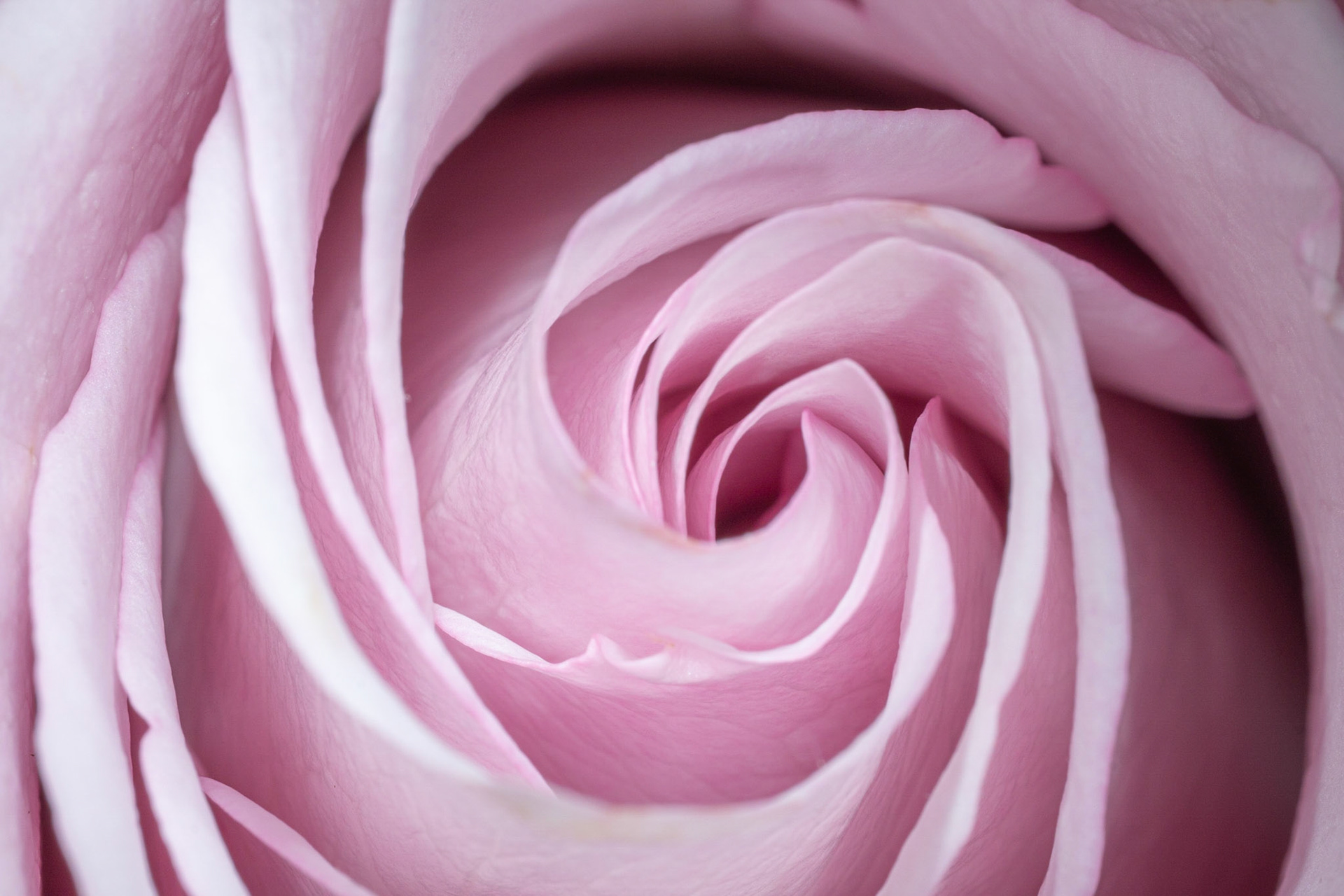 La Rose Rose