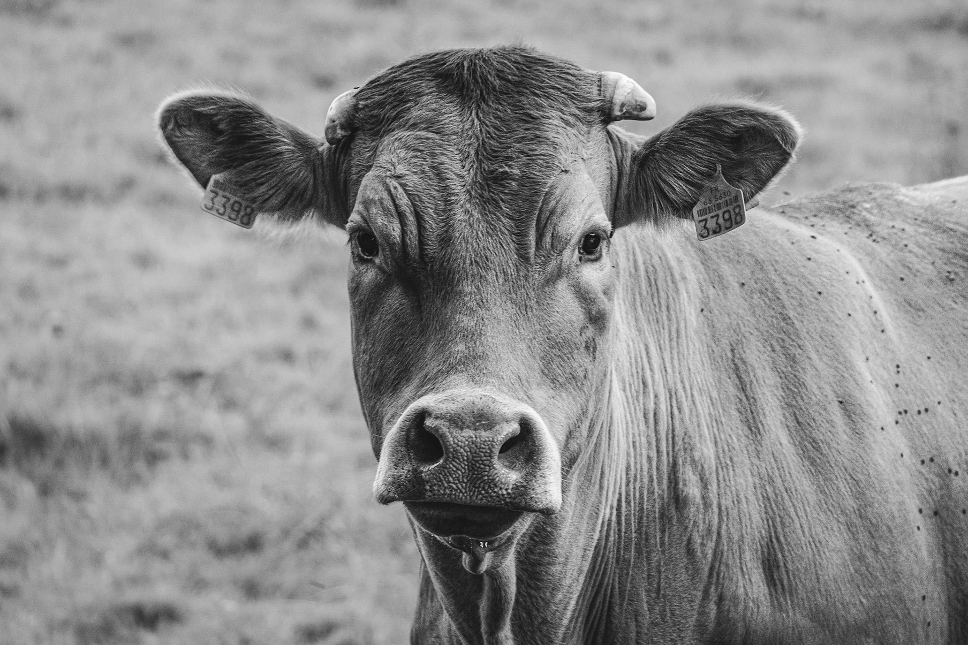 La Vache