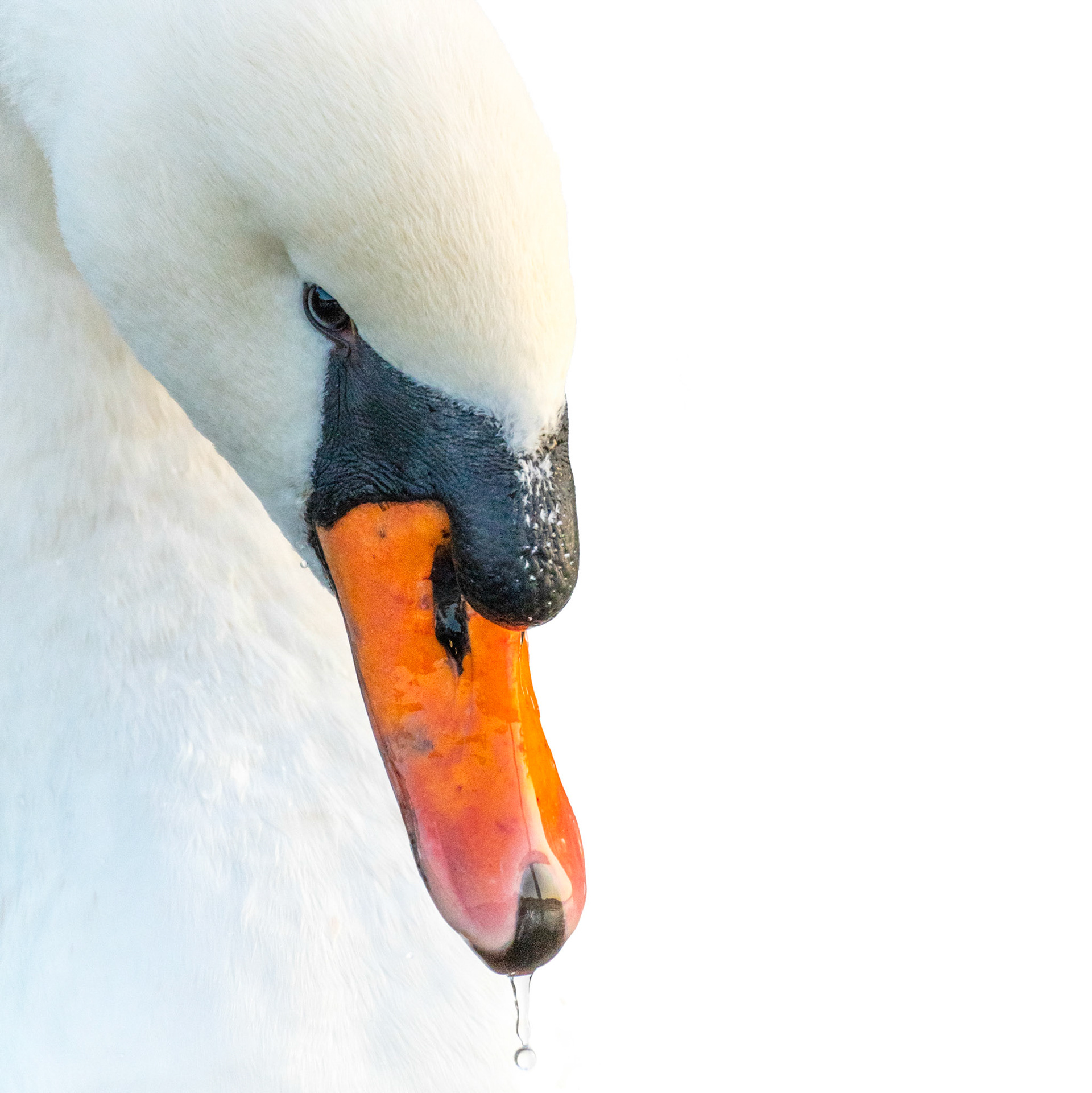 Le Cygne