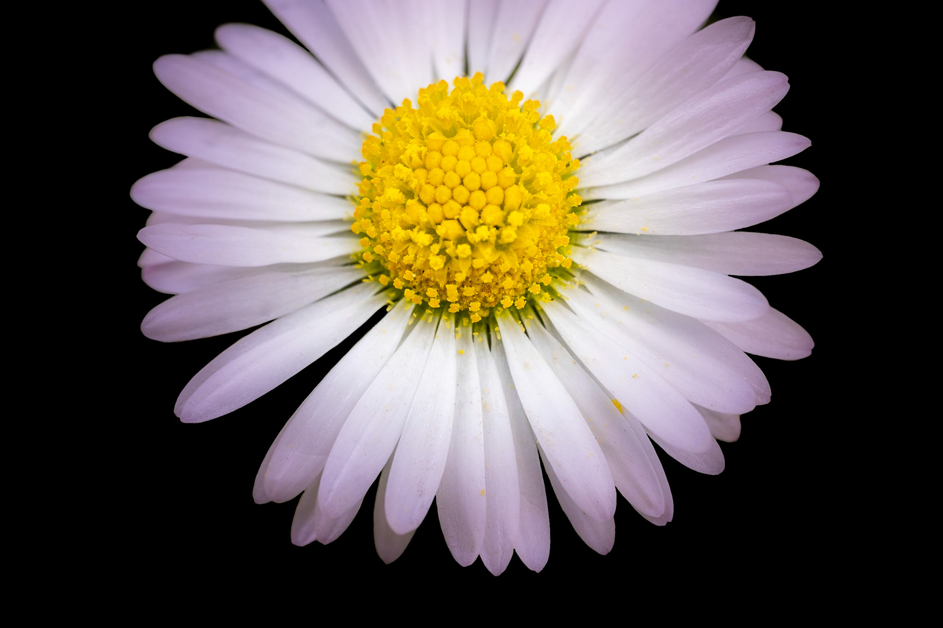 La Marguerite