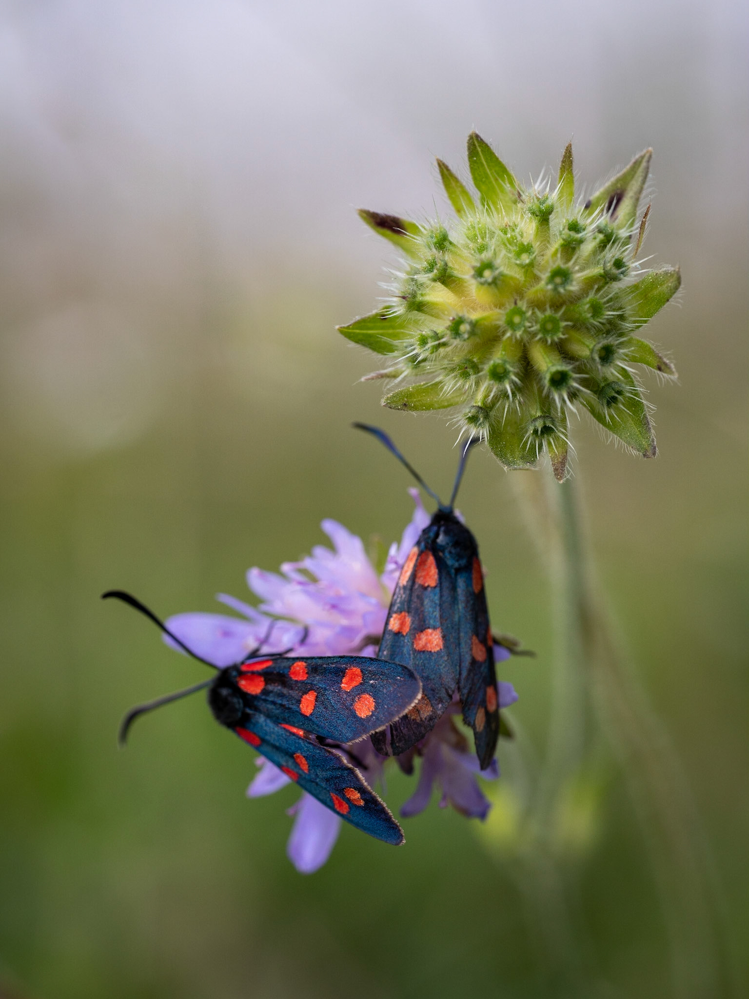 Les Papillons