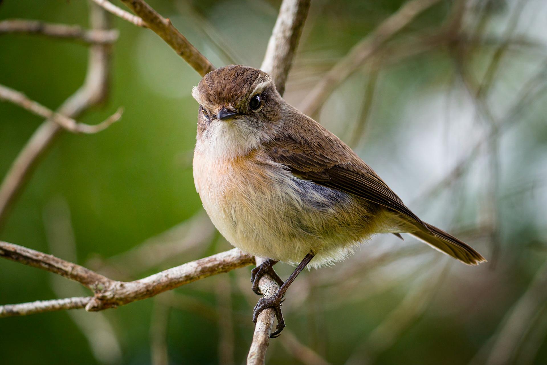 L'Oiseau 1