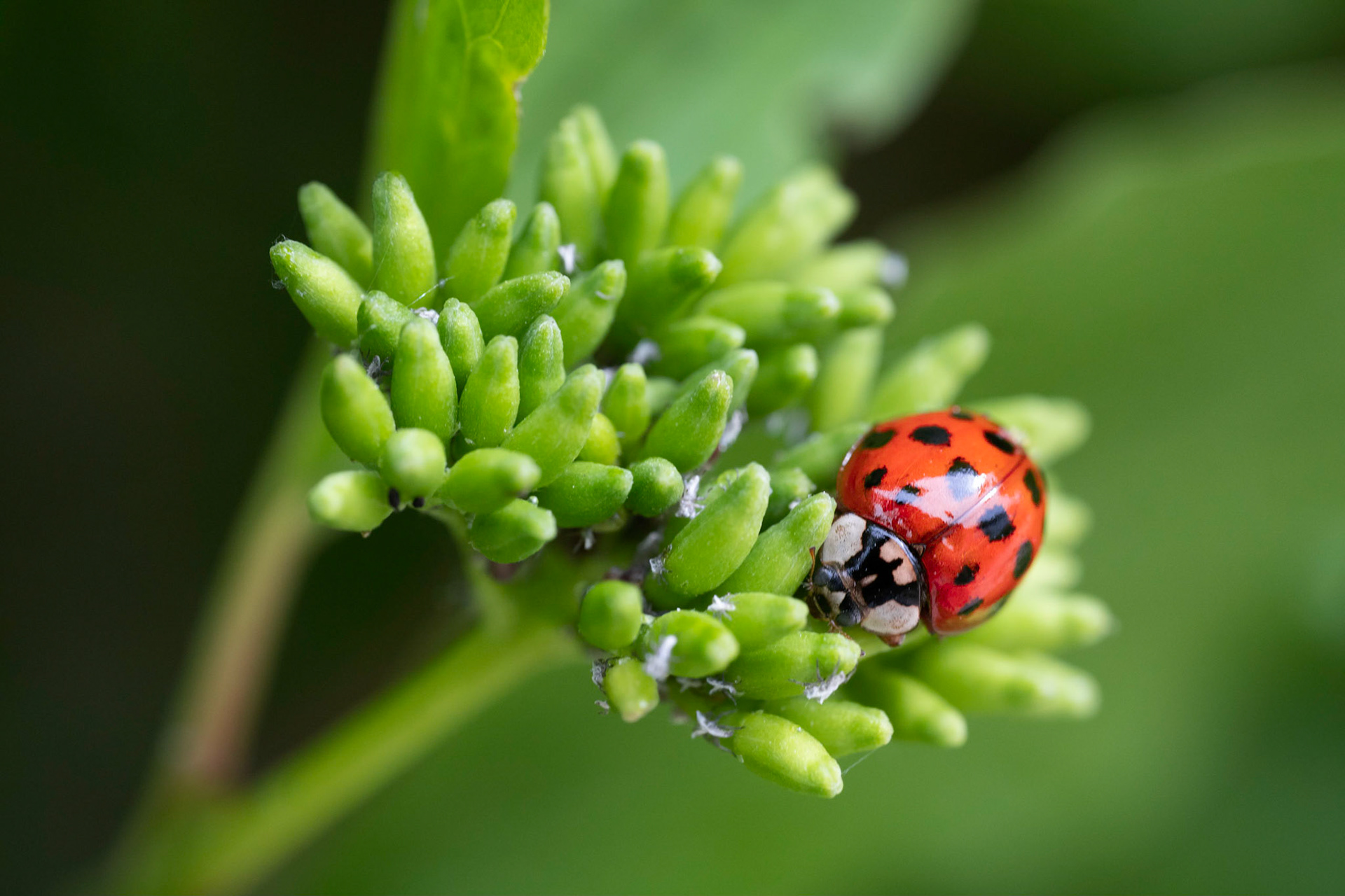 La Coccinelle