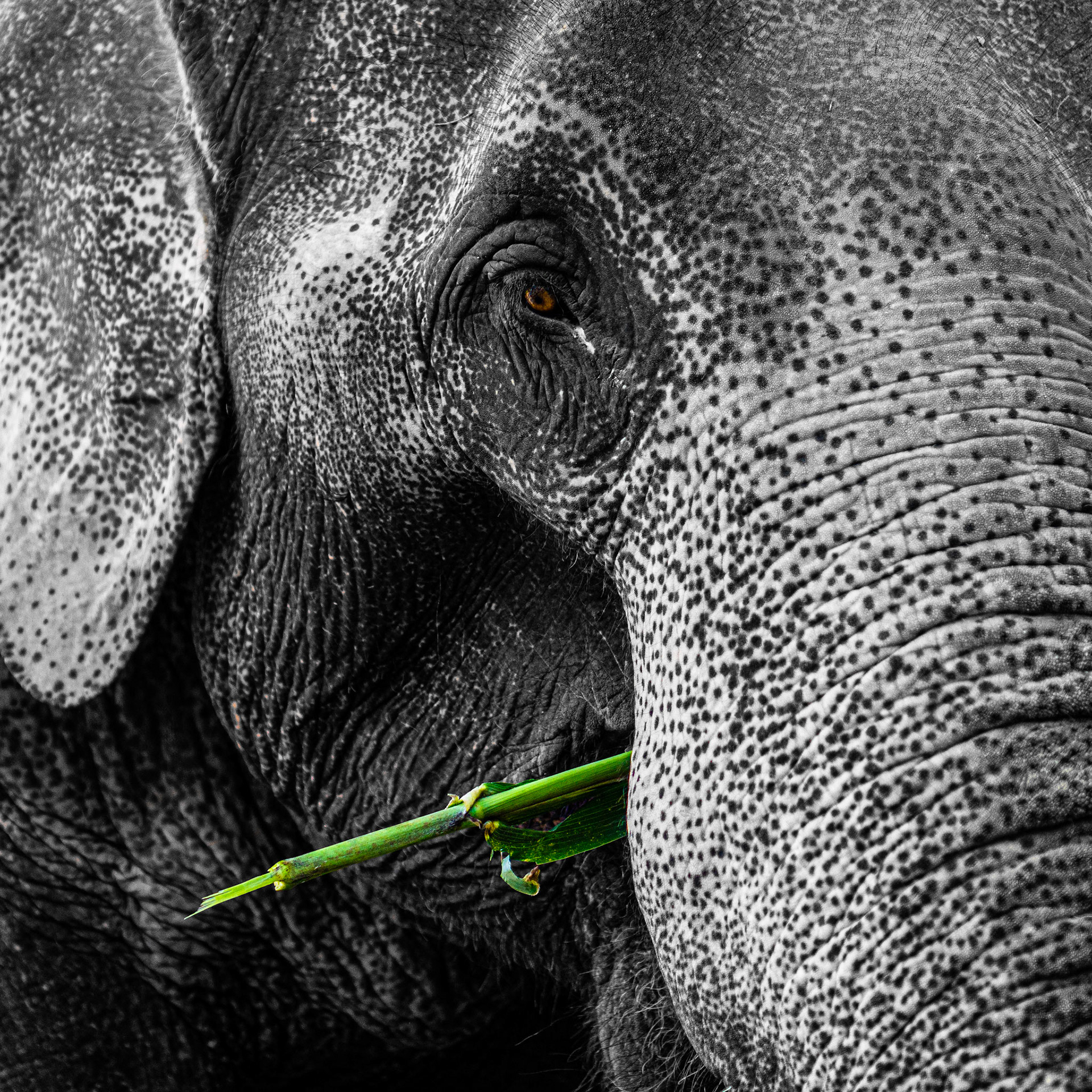 L'Eléphant