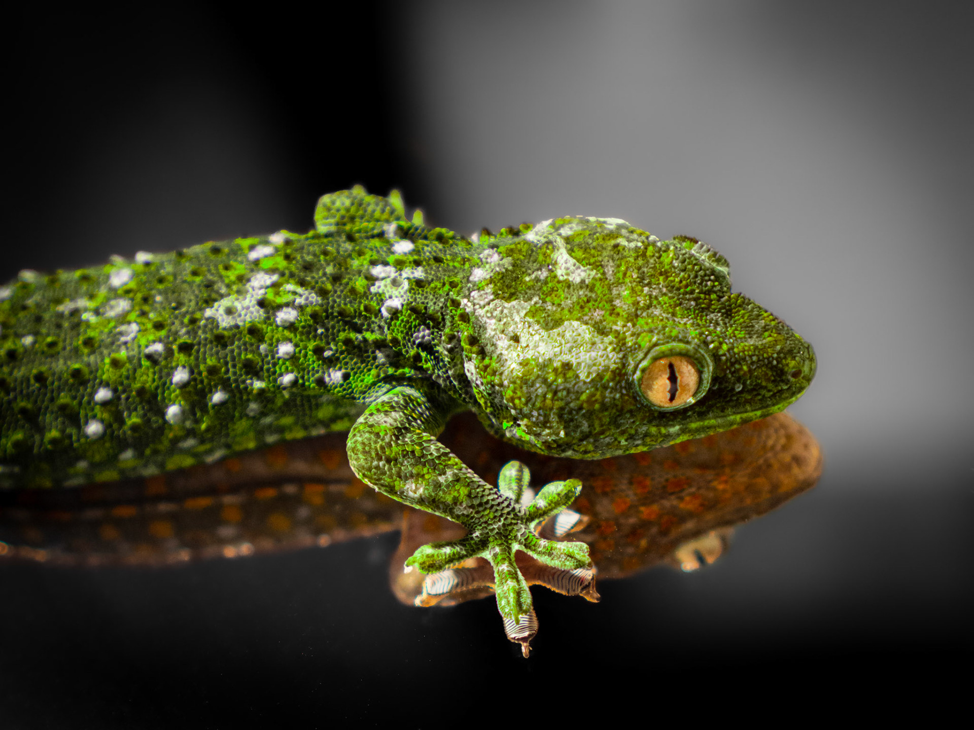 Le Gecko