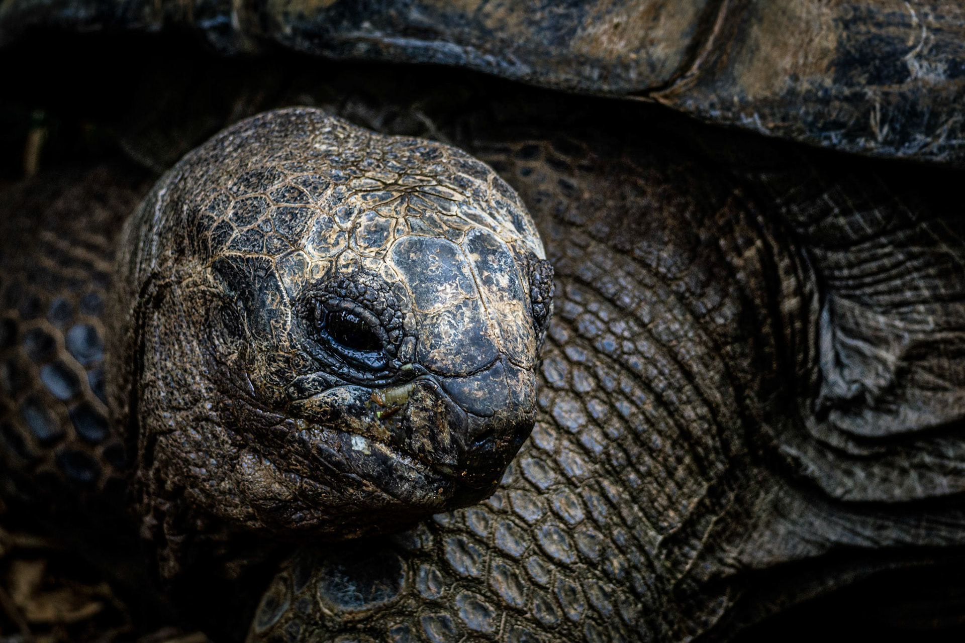 La Tortue