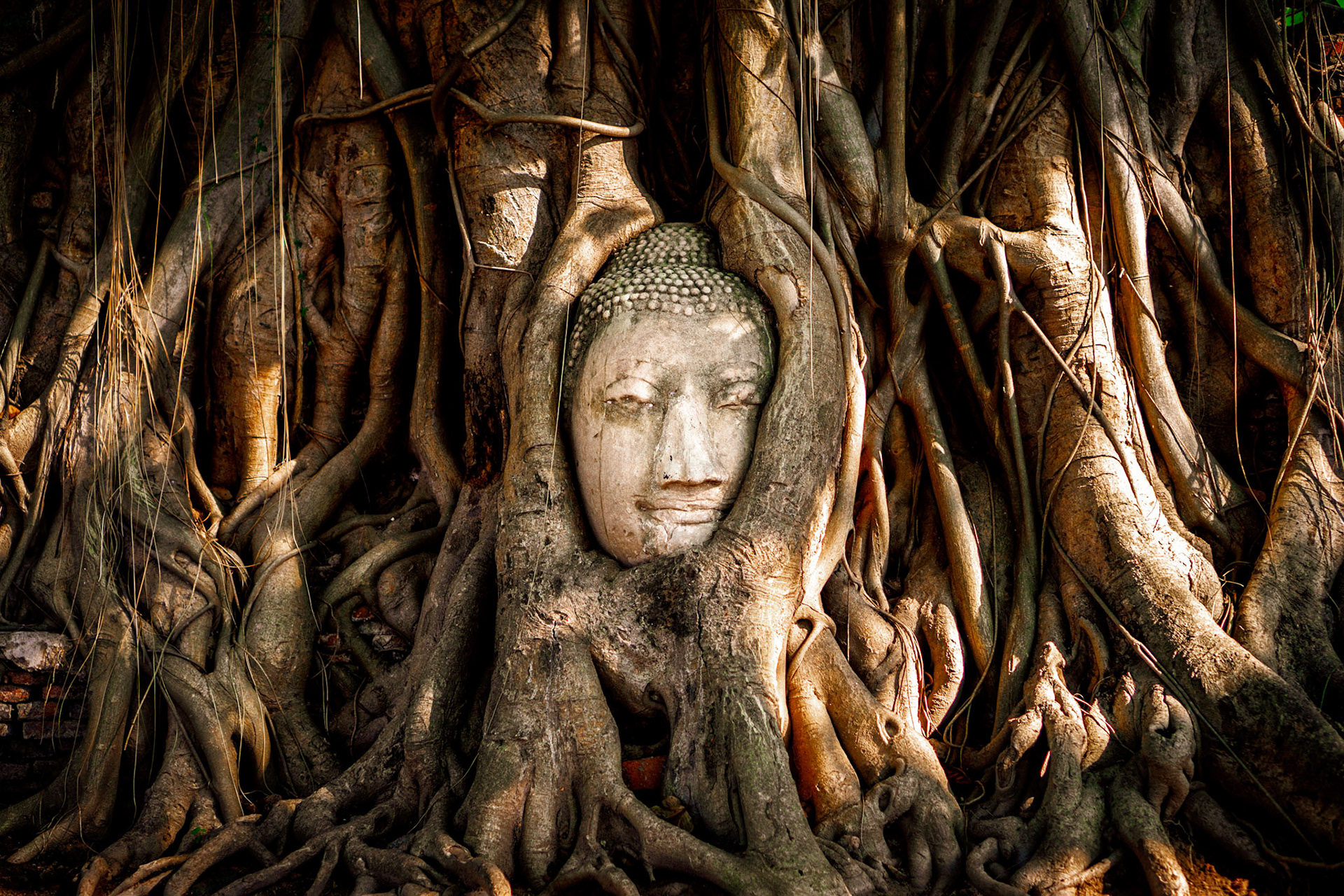 Le Boudda dans l'Arbre