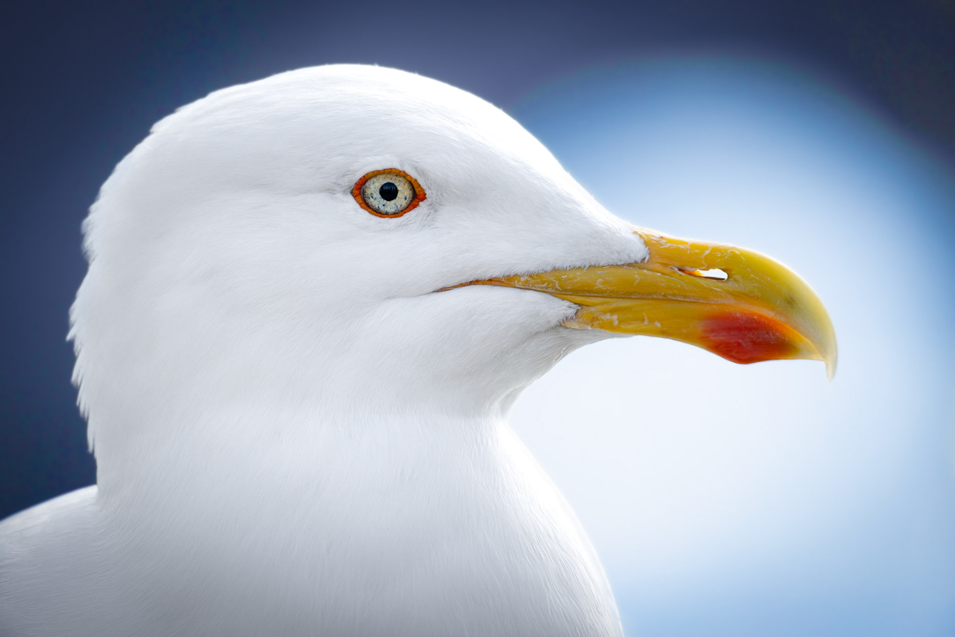 La Mouette 3
