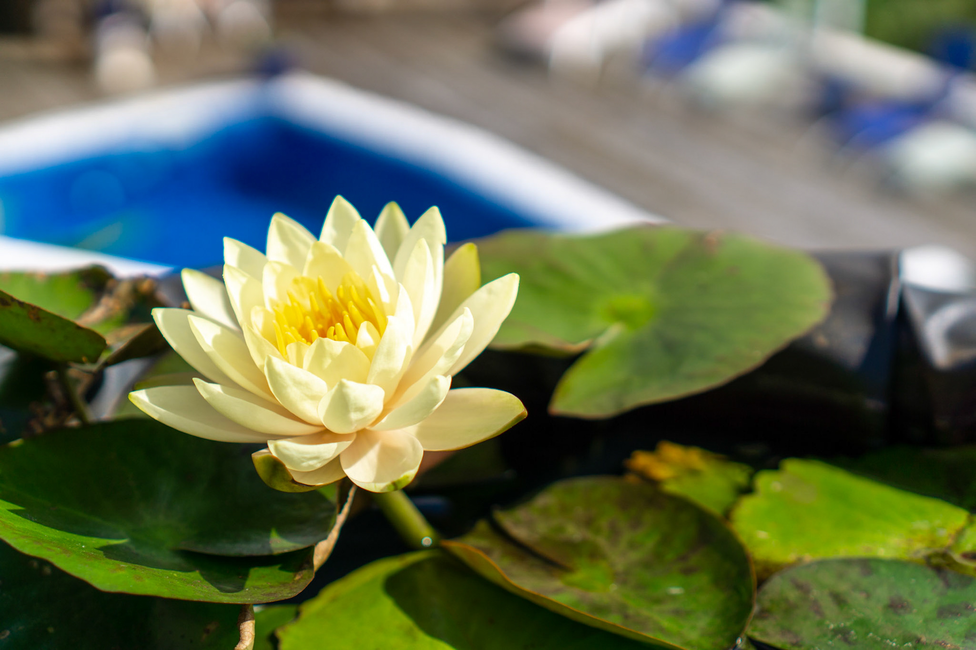 Le Lotus