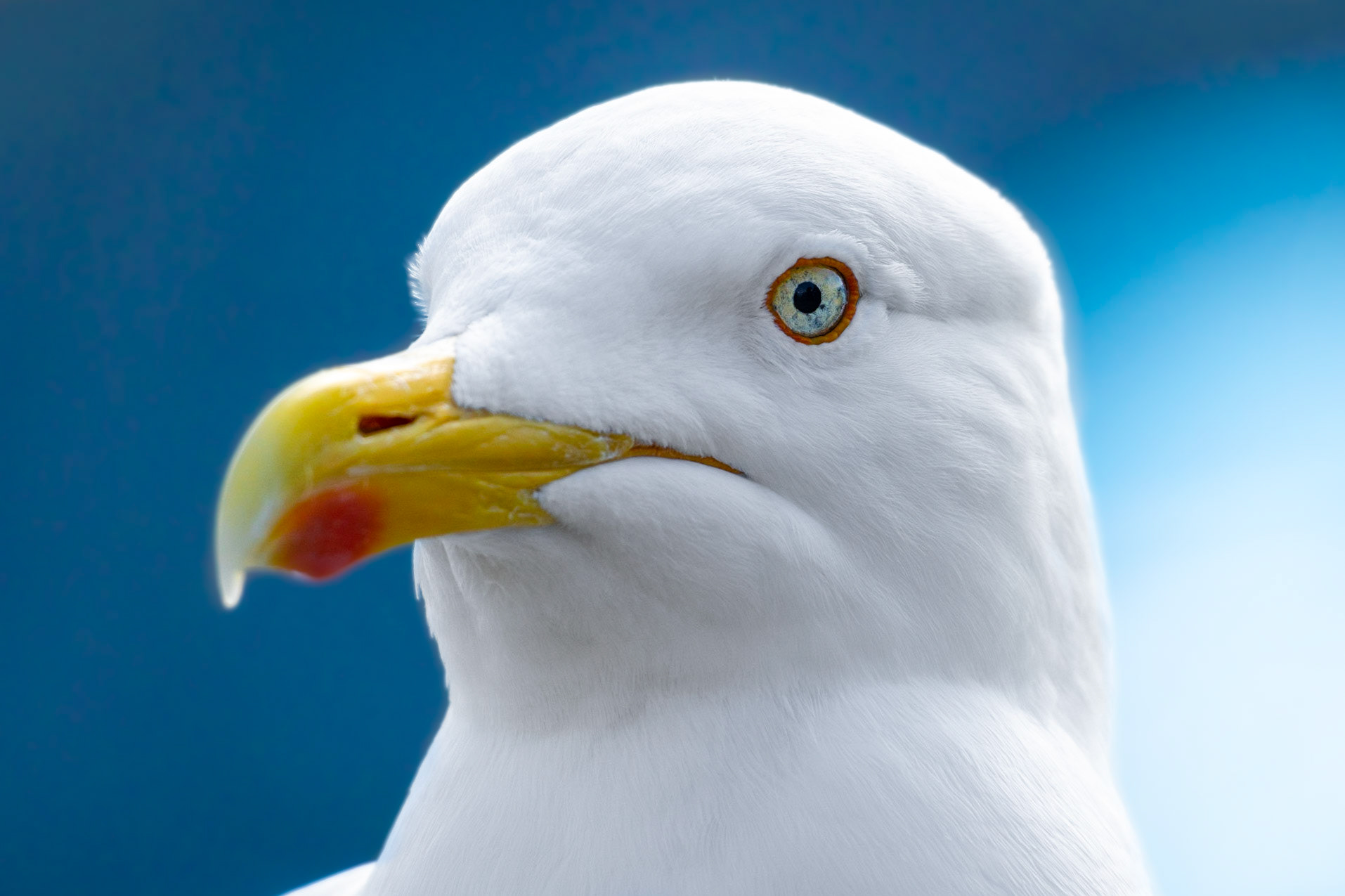 La Mouette 1