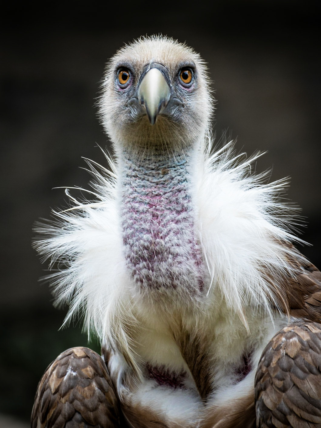 Le Vautour 1