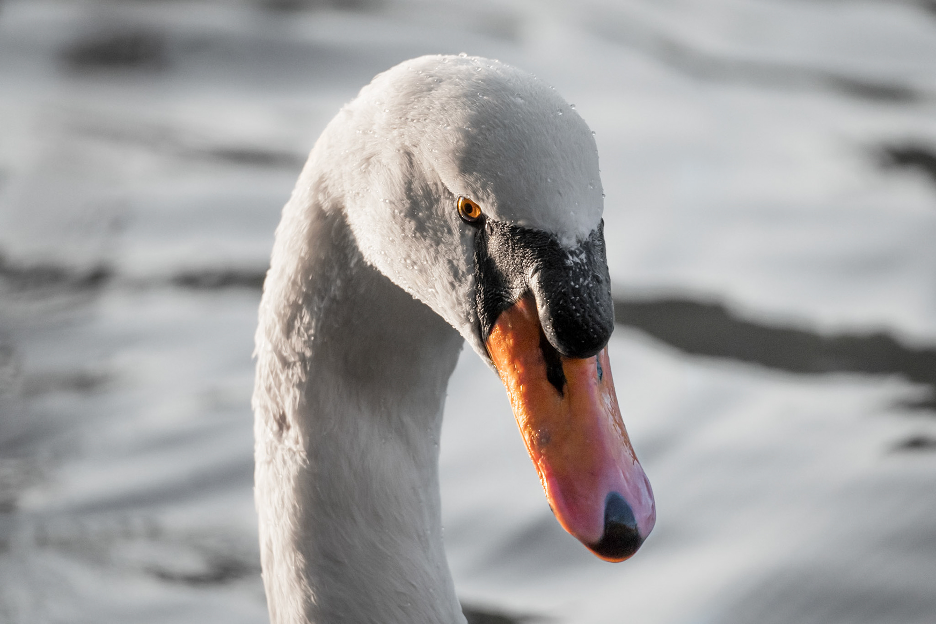 Le Cygne 2