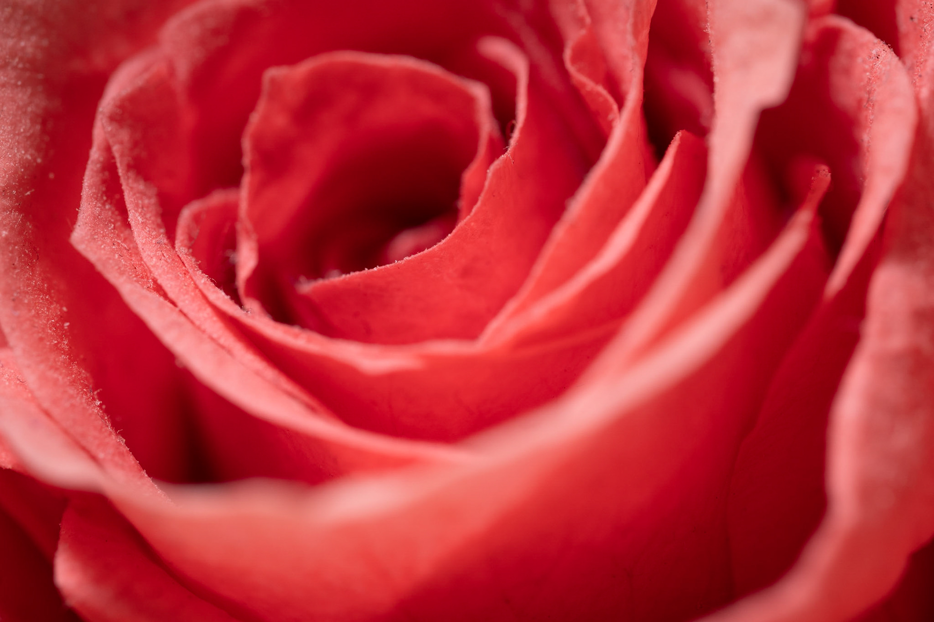 La Rose Rose 2