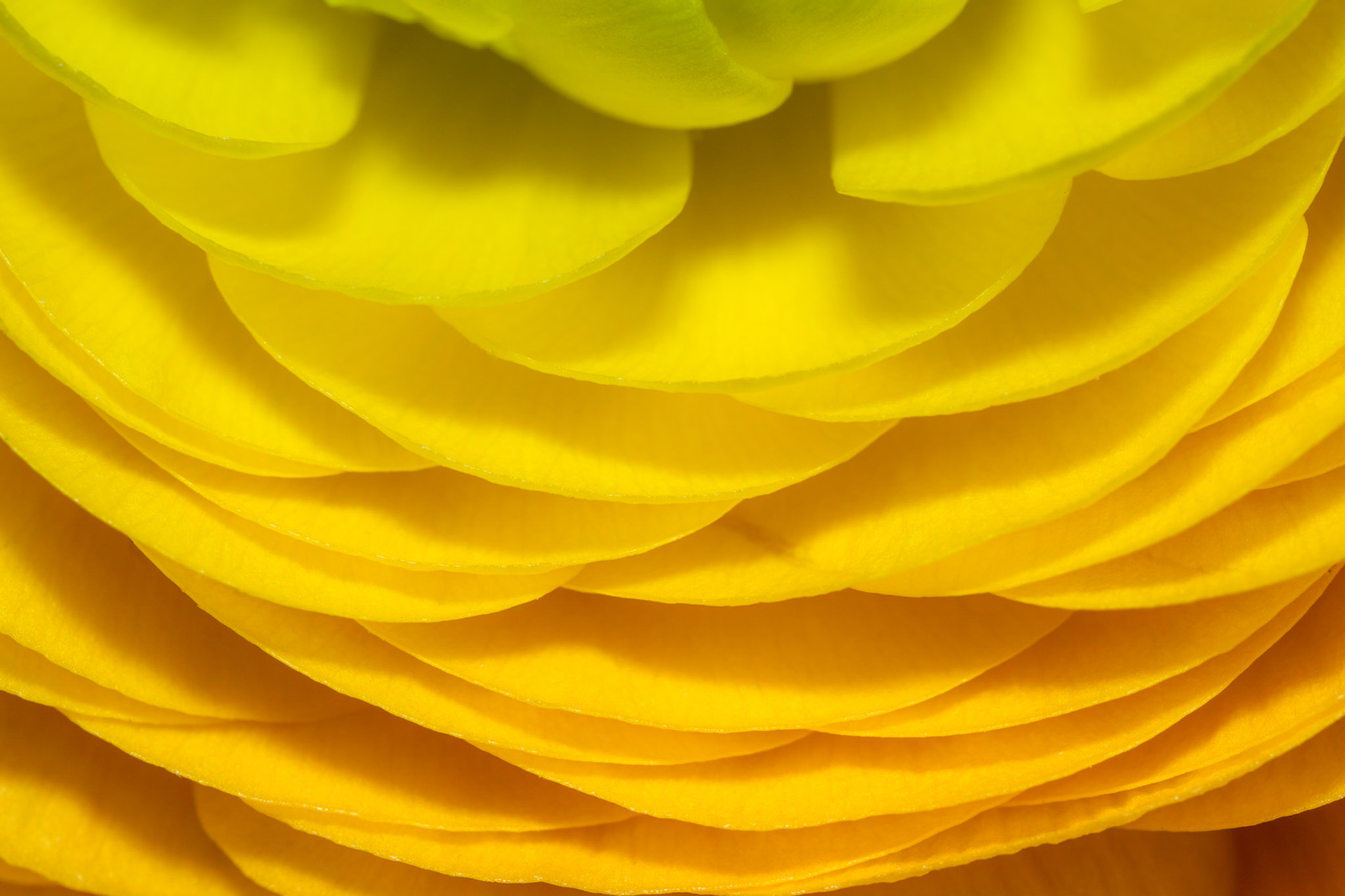 Les Pétales Jaunes 2