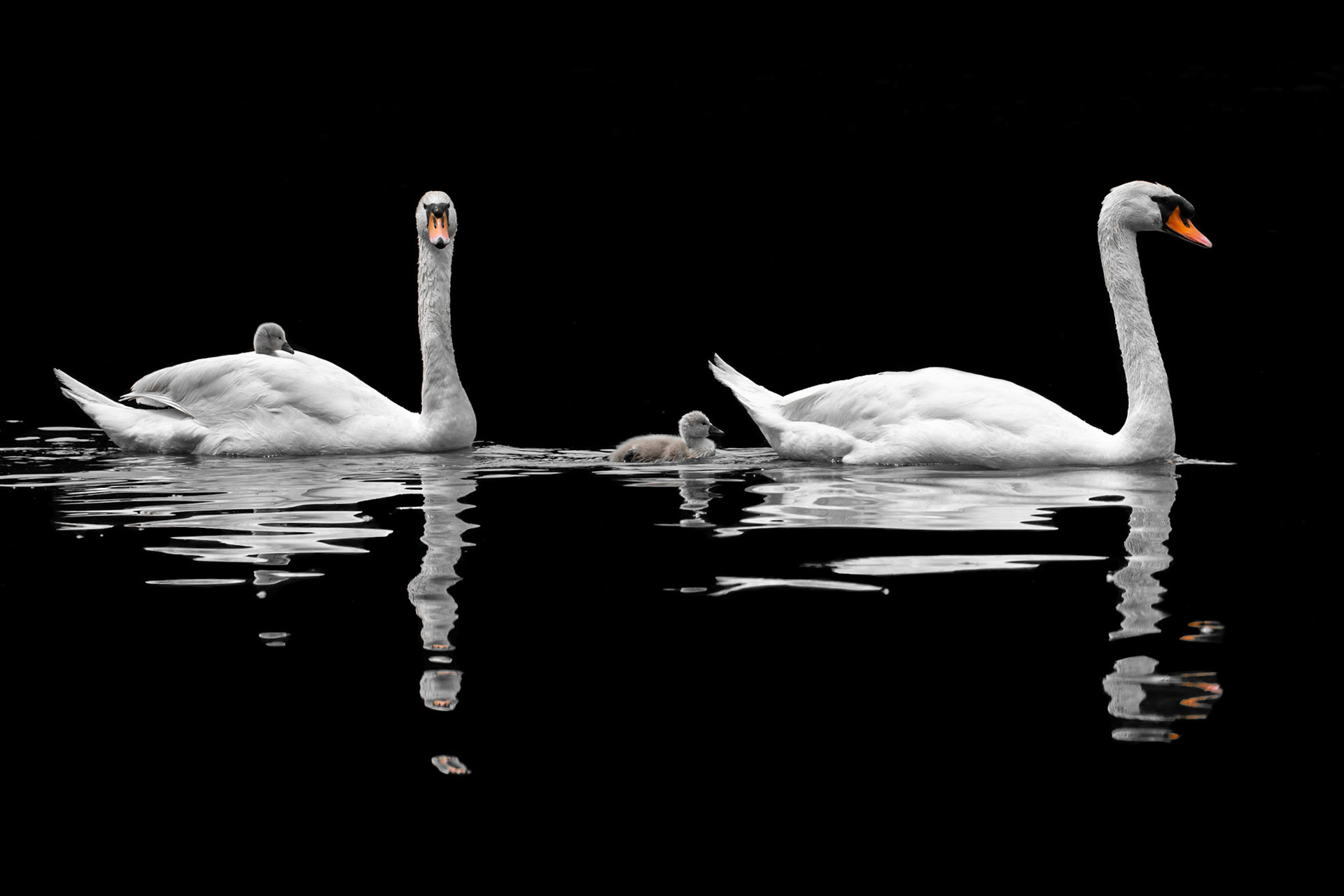 La Famille Cygne