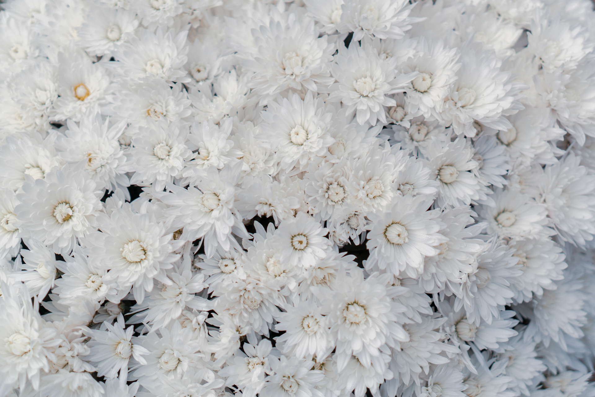Fleurs Blanches