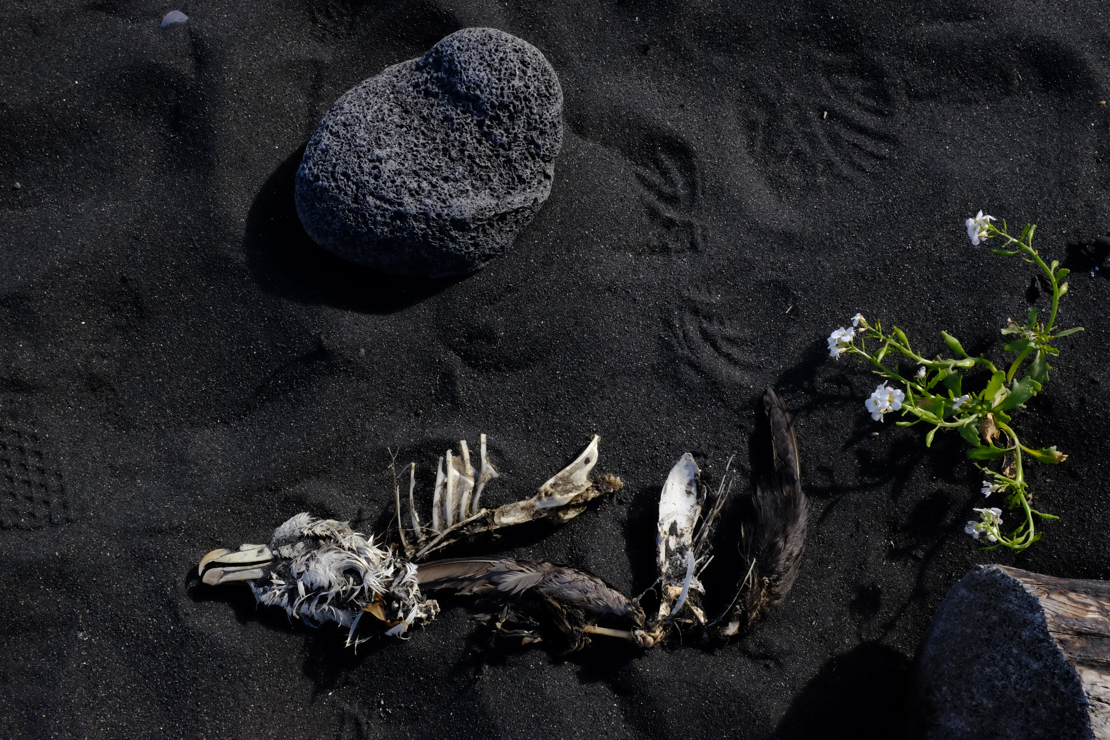 Nature's composition, Vik Beach