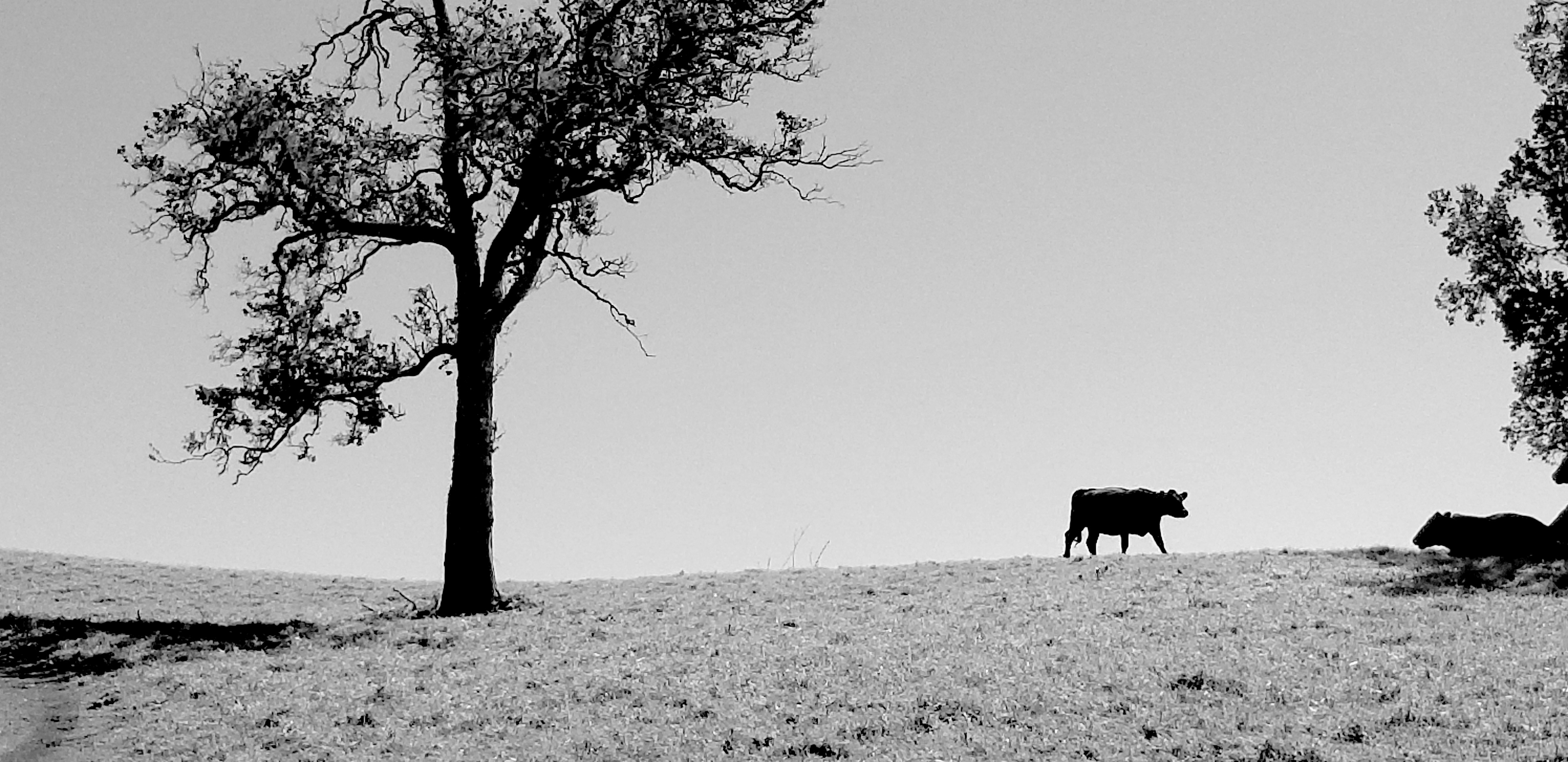 Stephen Gerteisen, 2023. Bidwell Park, Chico, CA