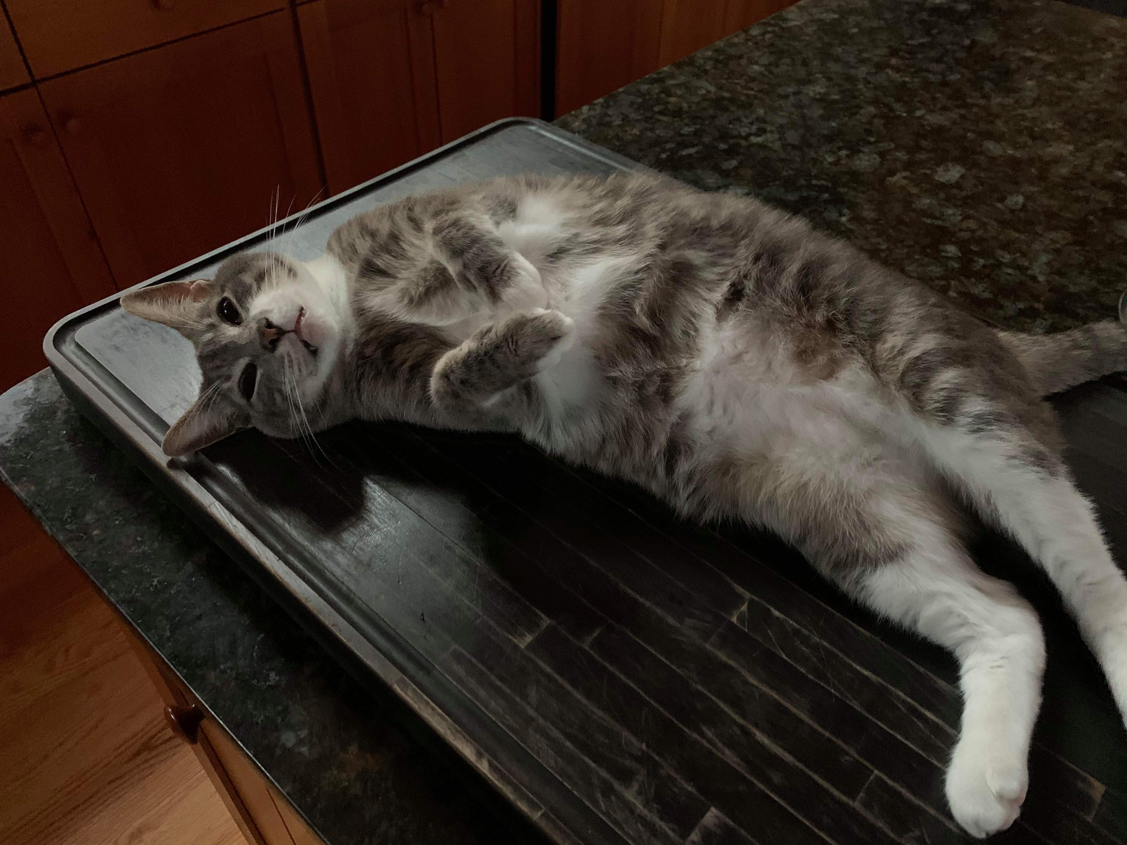 Nad is a ham, he loves attention and will not stoop to laying on the counter to get your attention.