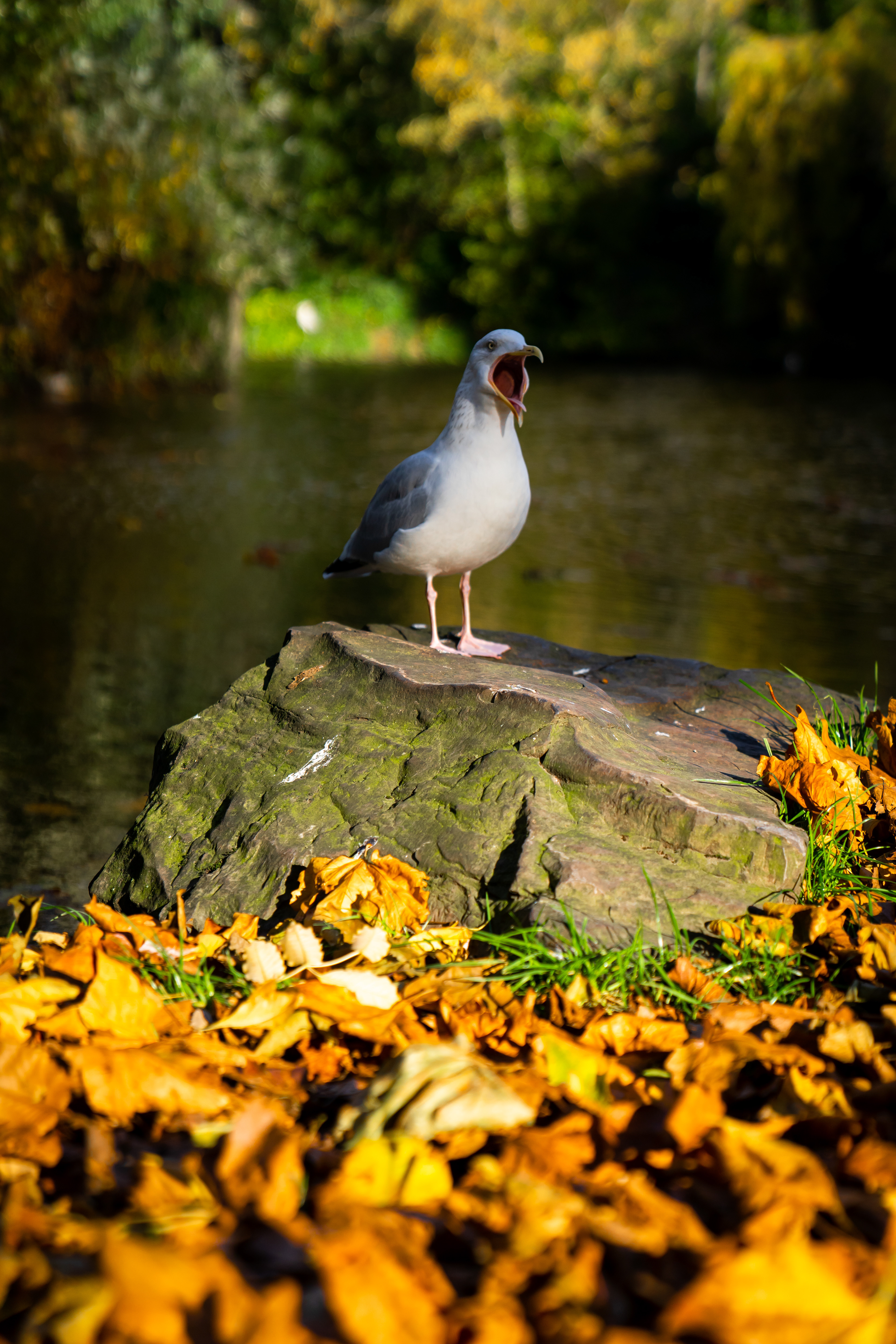 St. Stephens Green, Dublin