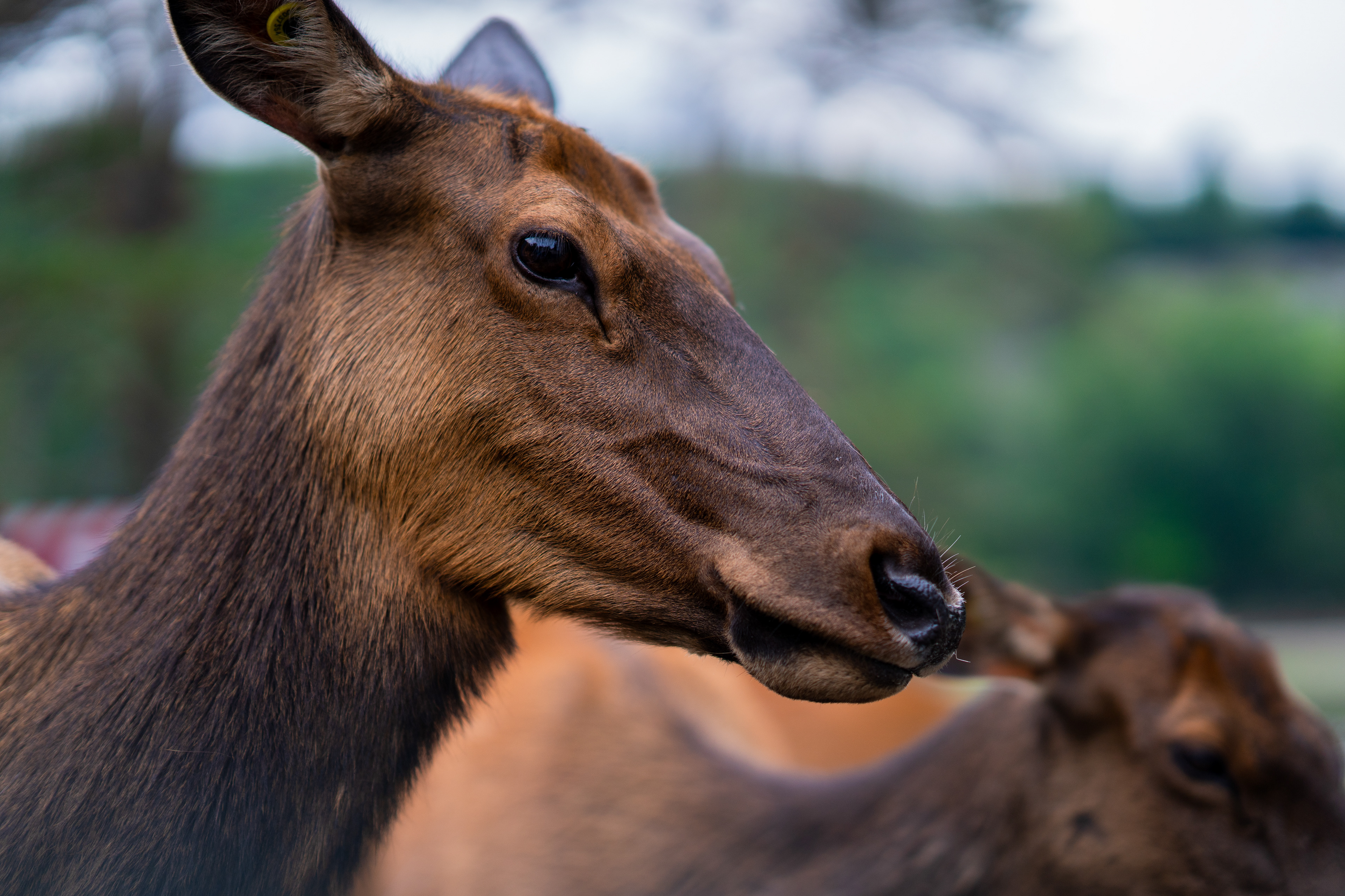 Parc Omega, Quebec