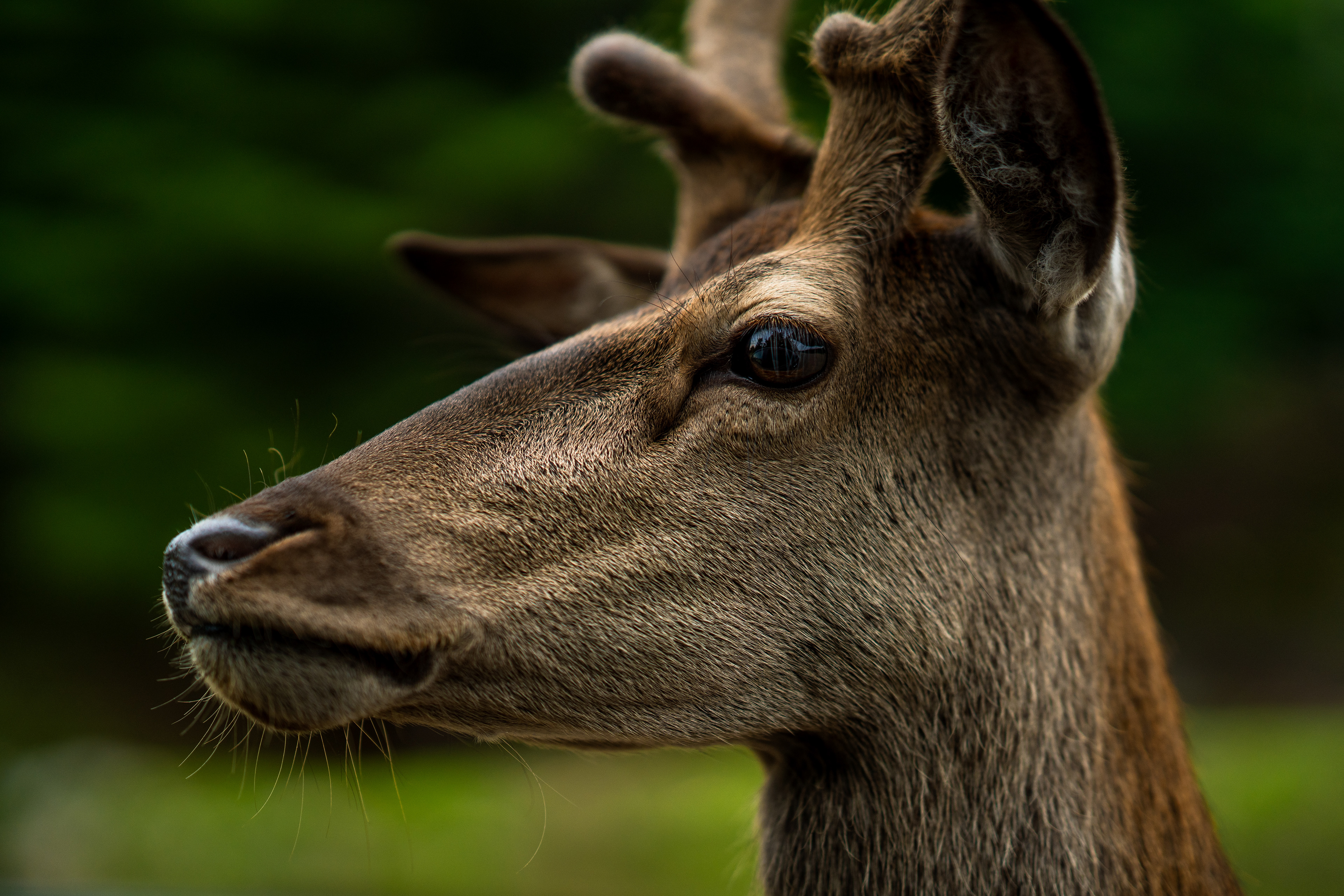 Parc Omega, Quebec