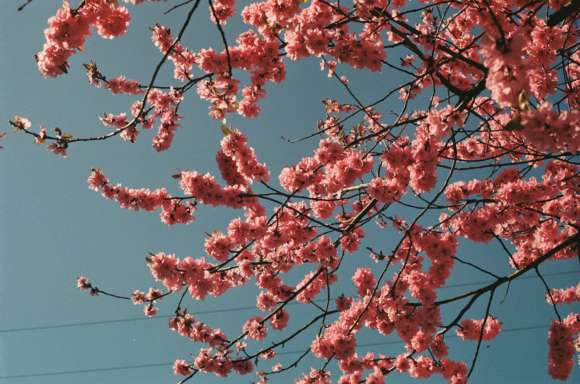 PRUNUS