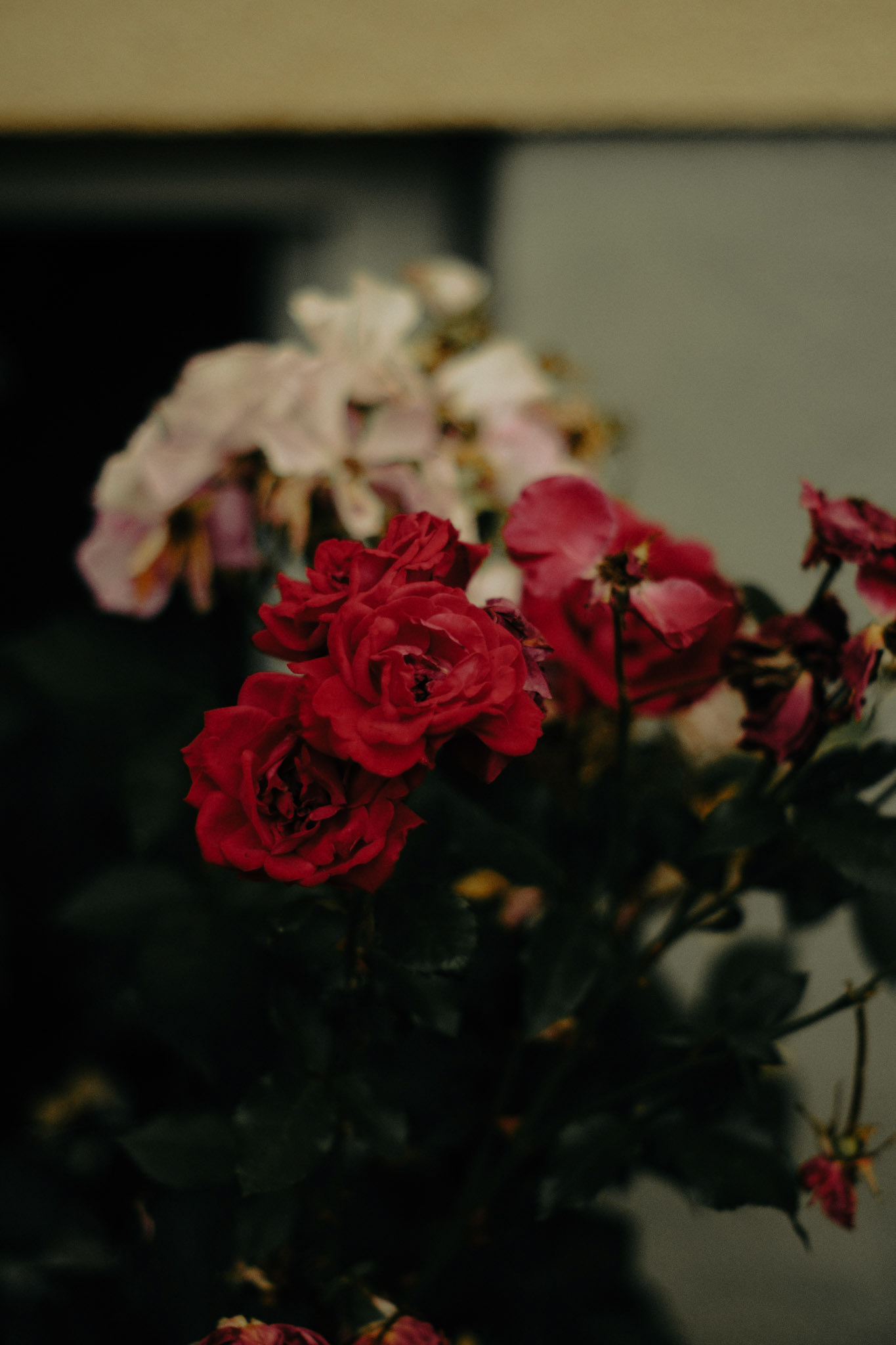 BLOMMA