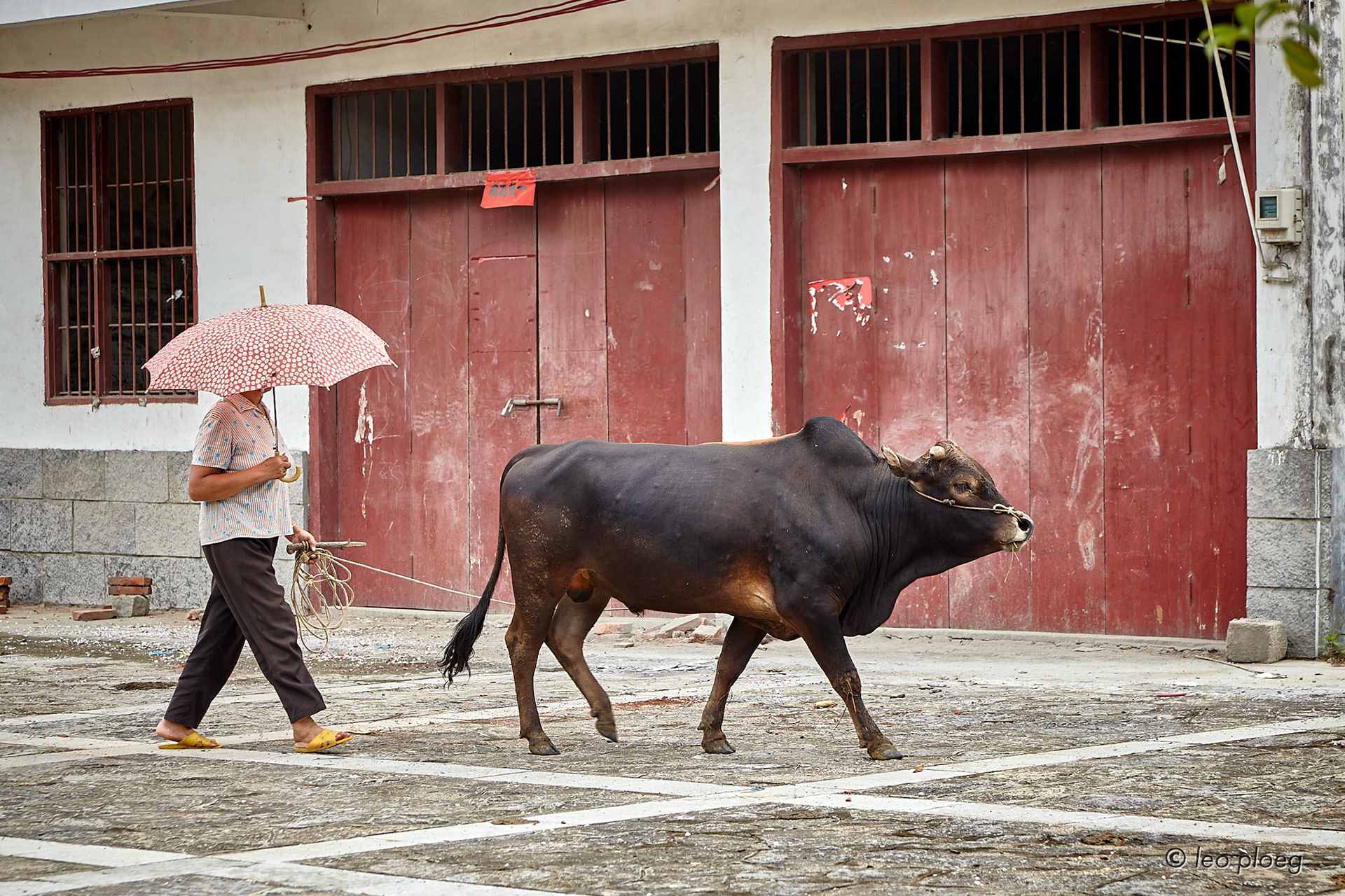 Waterbuffalo