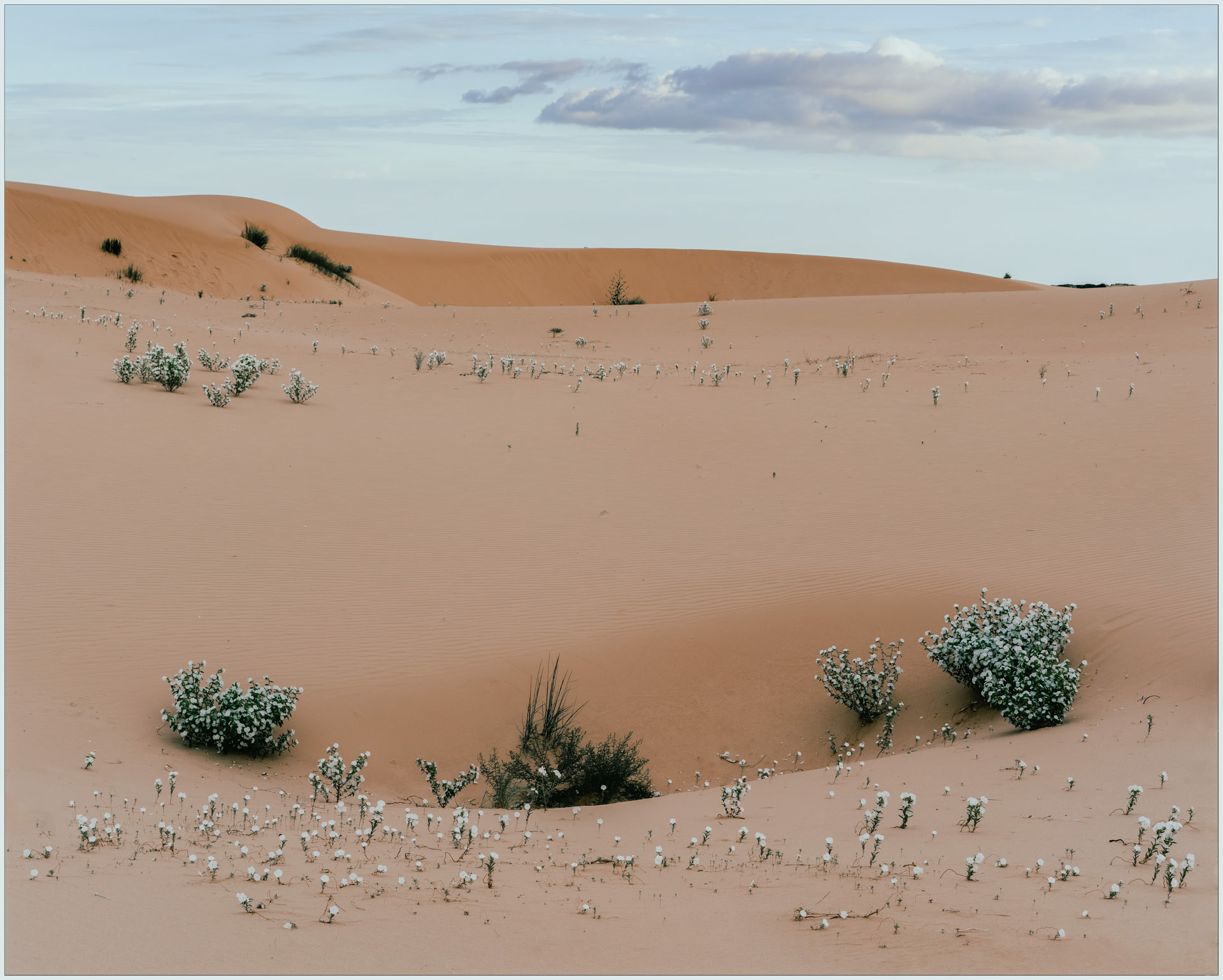 Desert Bloom - Monahans, TX