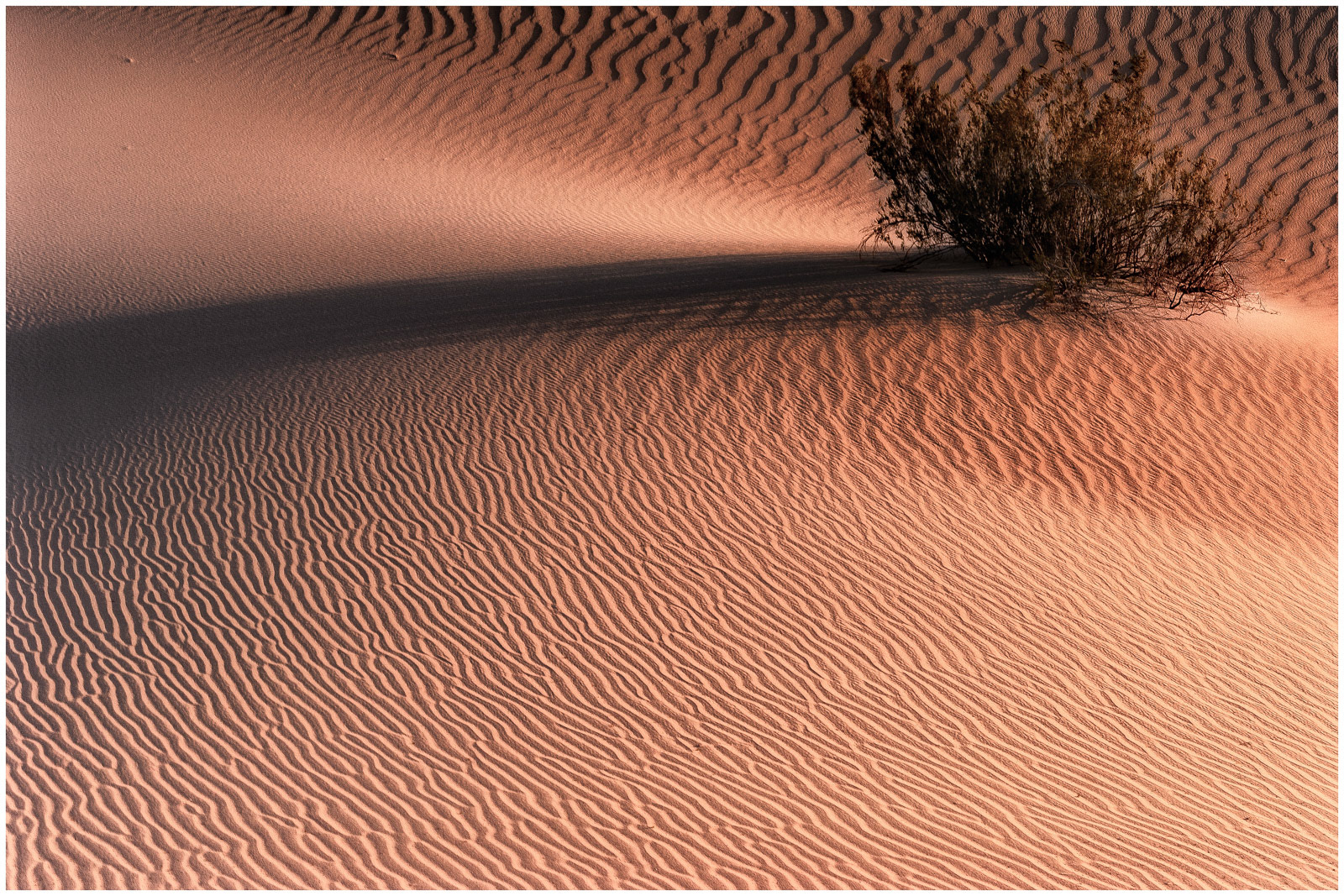 Long Shadows of Mesquite - Death Valley, CA