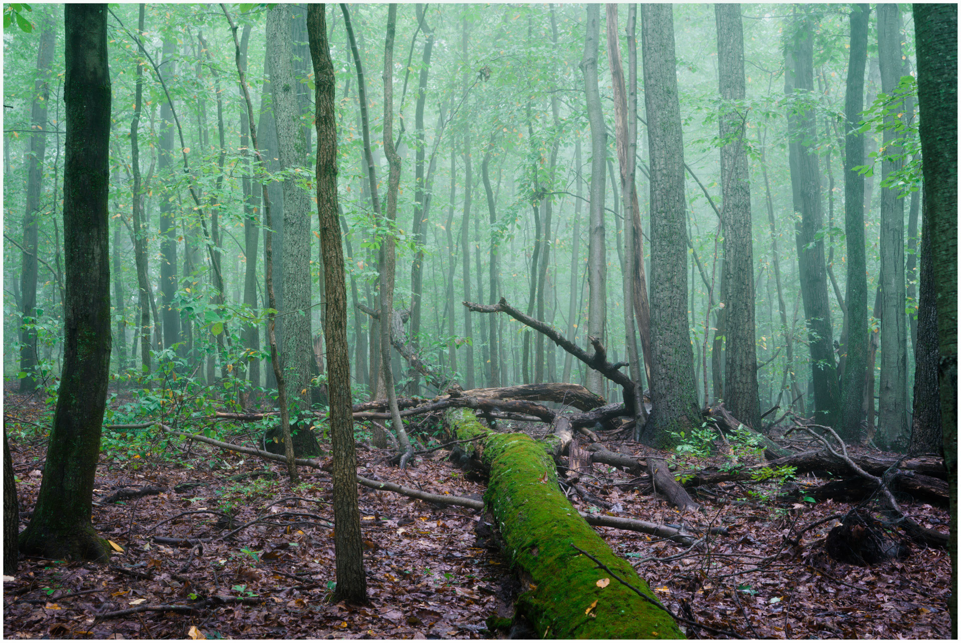 Into the Mists - Assunpink, New Jersey