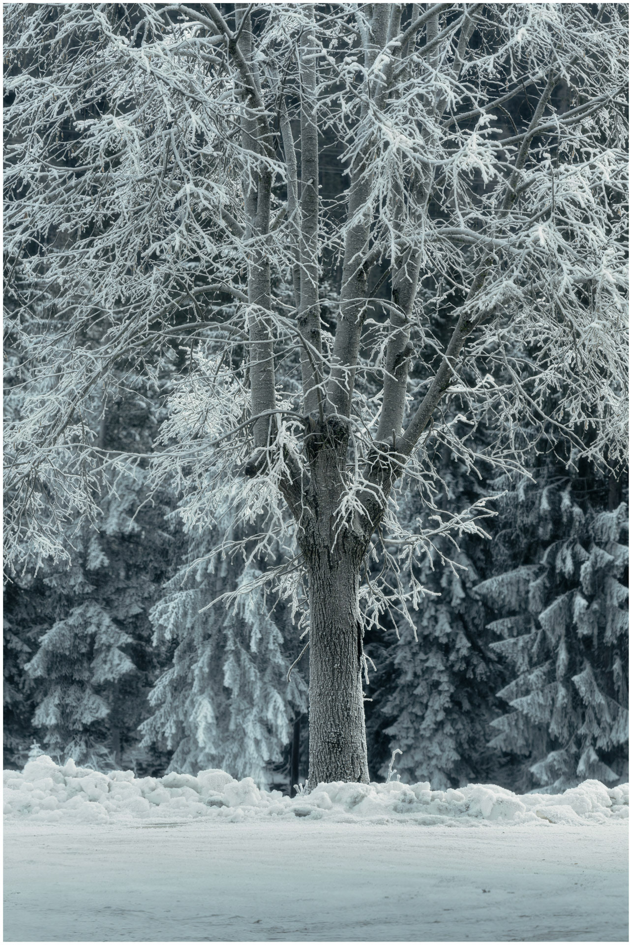 Sprigs of White - Engadin Valley, Grisons
