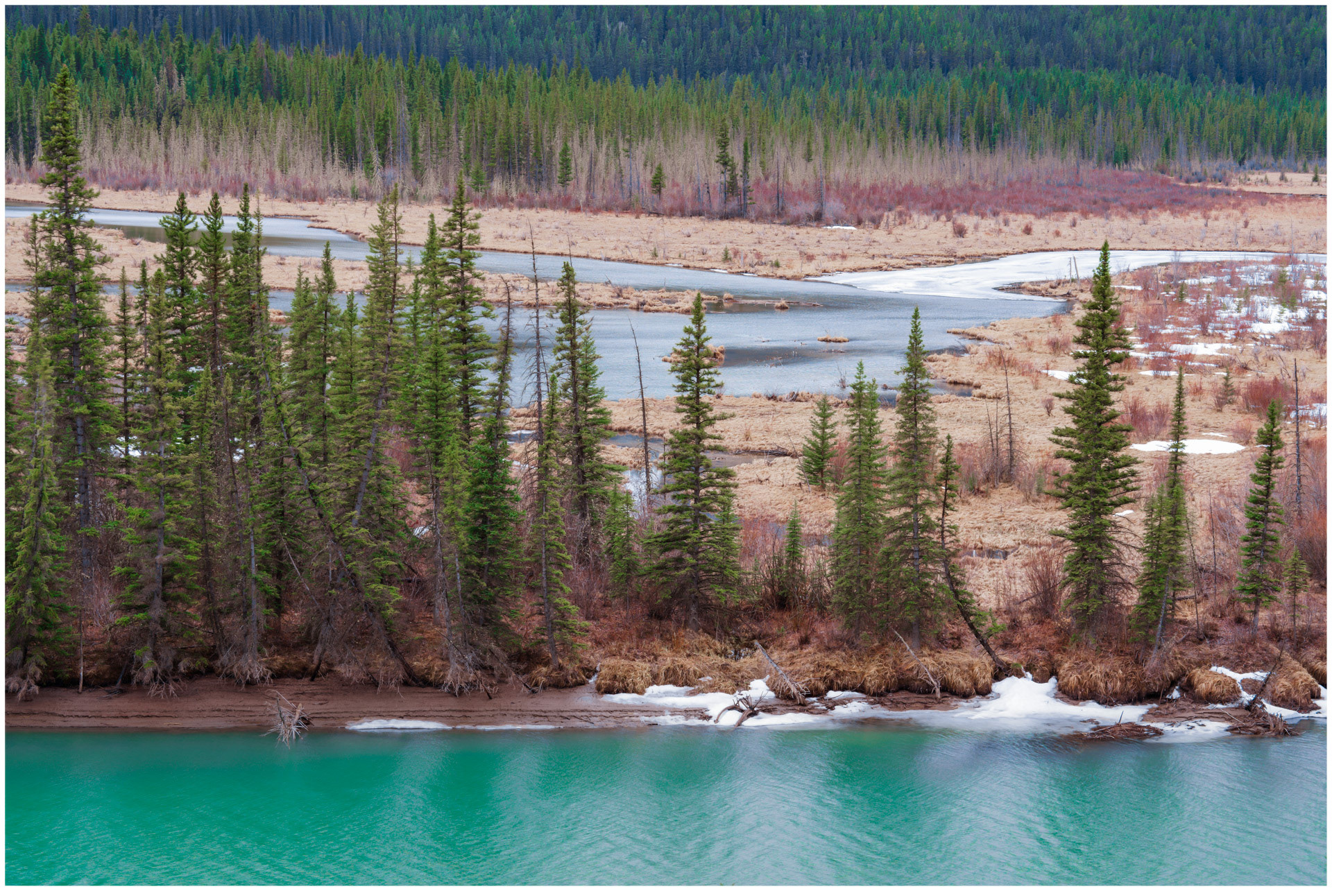 Blushing Bow - Bow River Valley, Alberta