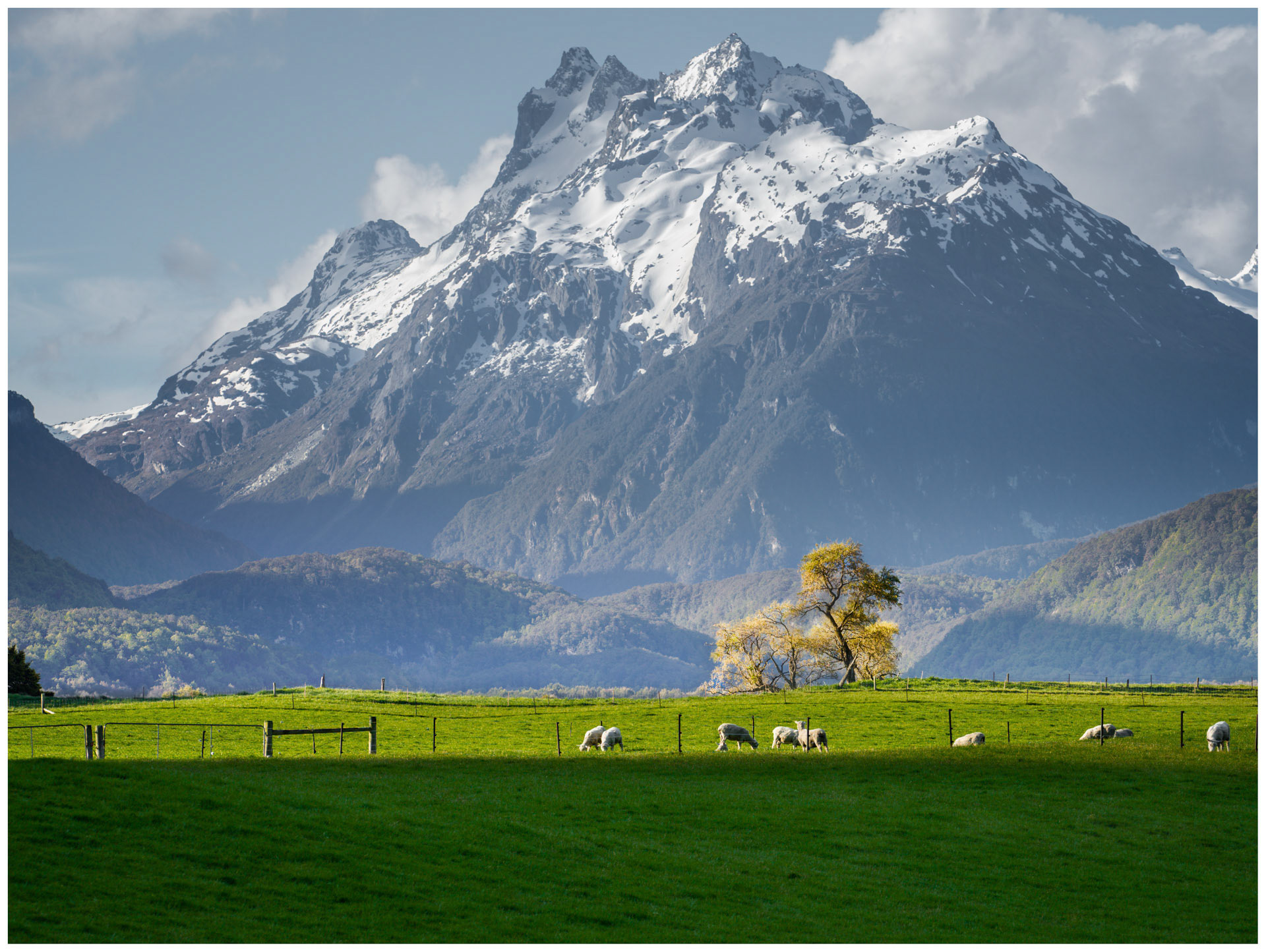 Willows in the Wind - Glenorchy, Otago