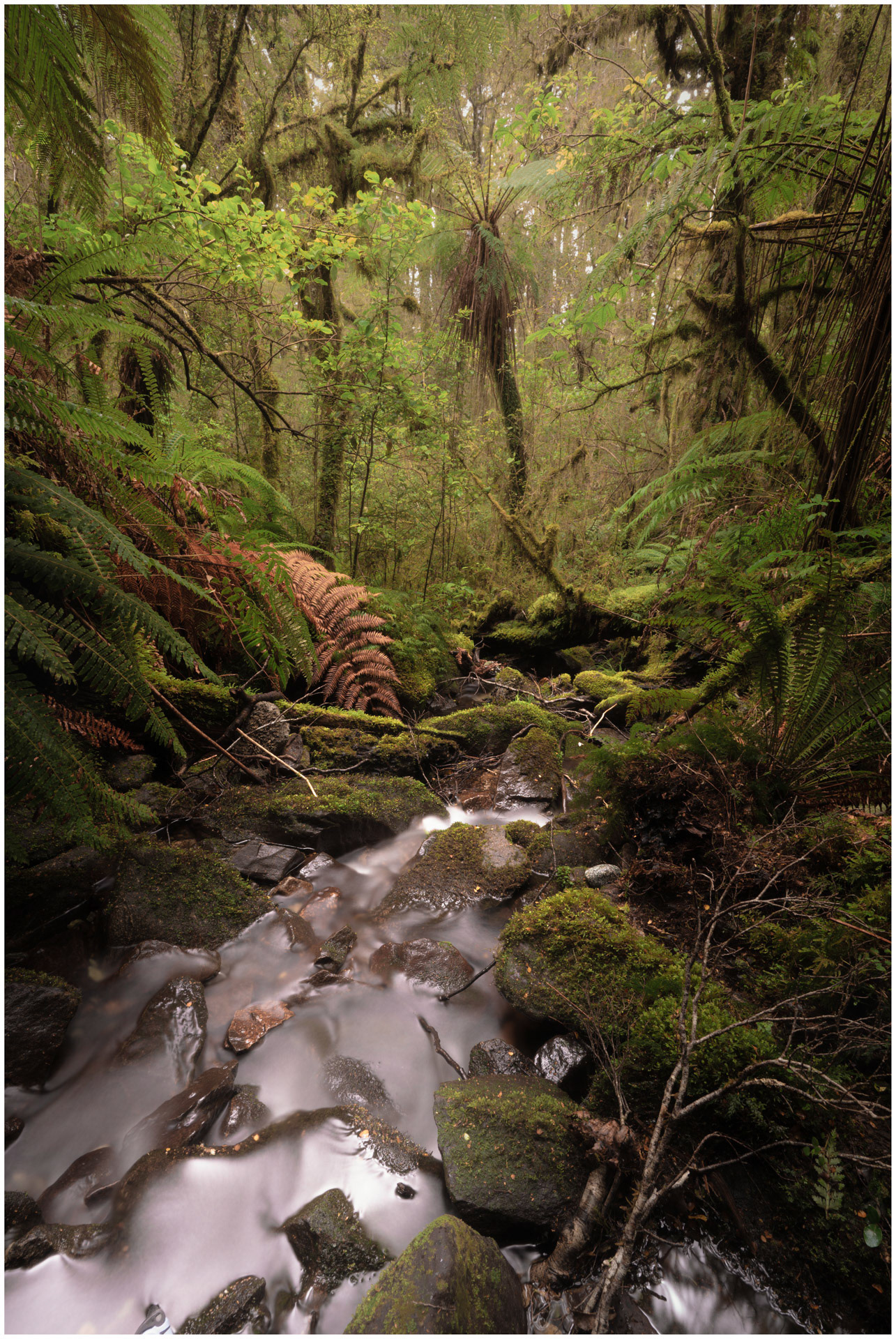 Old Growth - The Chasm, Fiordland