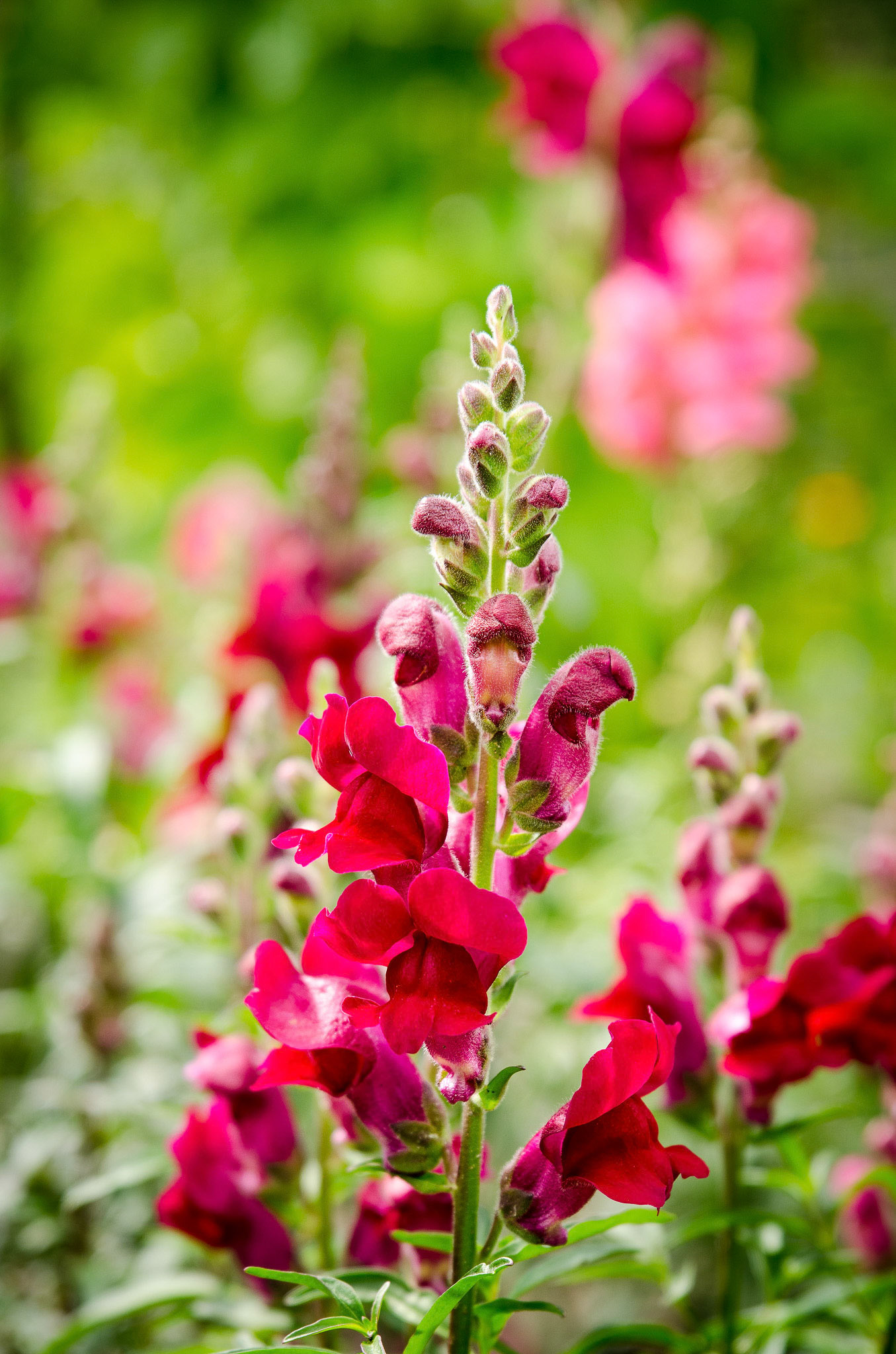 Foto: Christine Holm (www.christineholm.myportfolio.com)