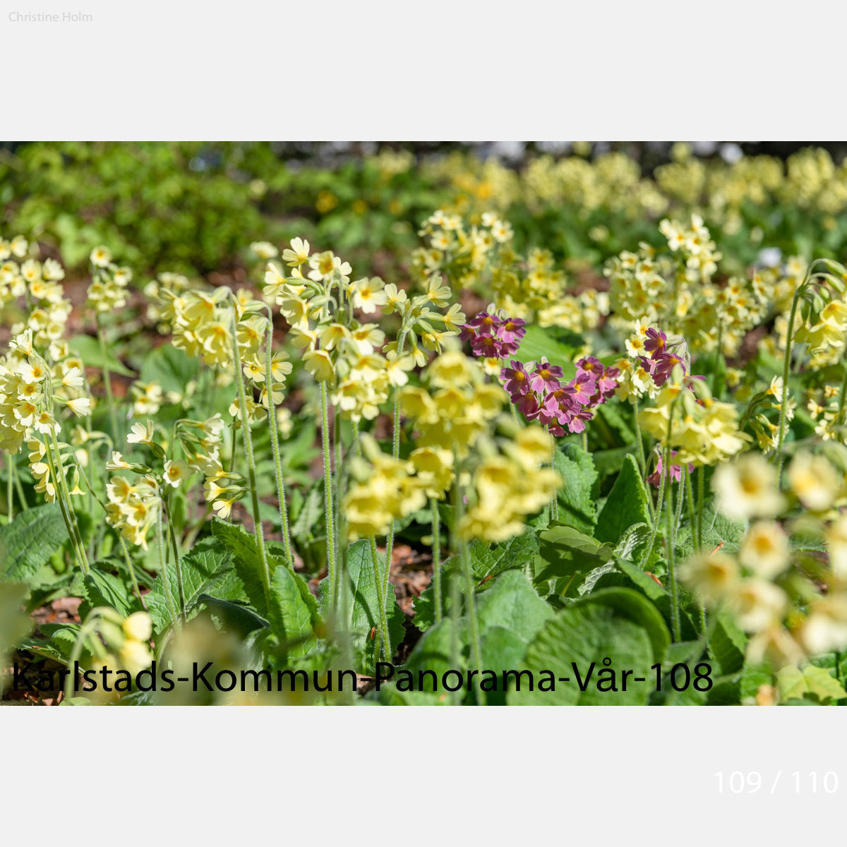 Foto: Christine Holm (www.christineholm.myportfolio.com)