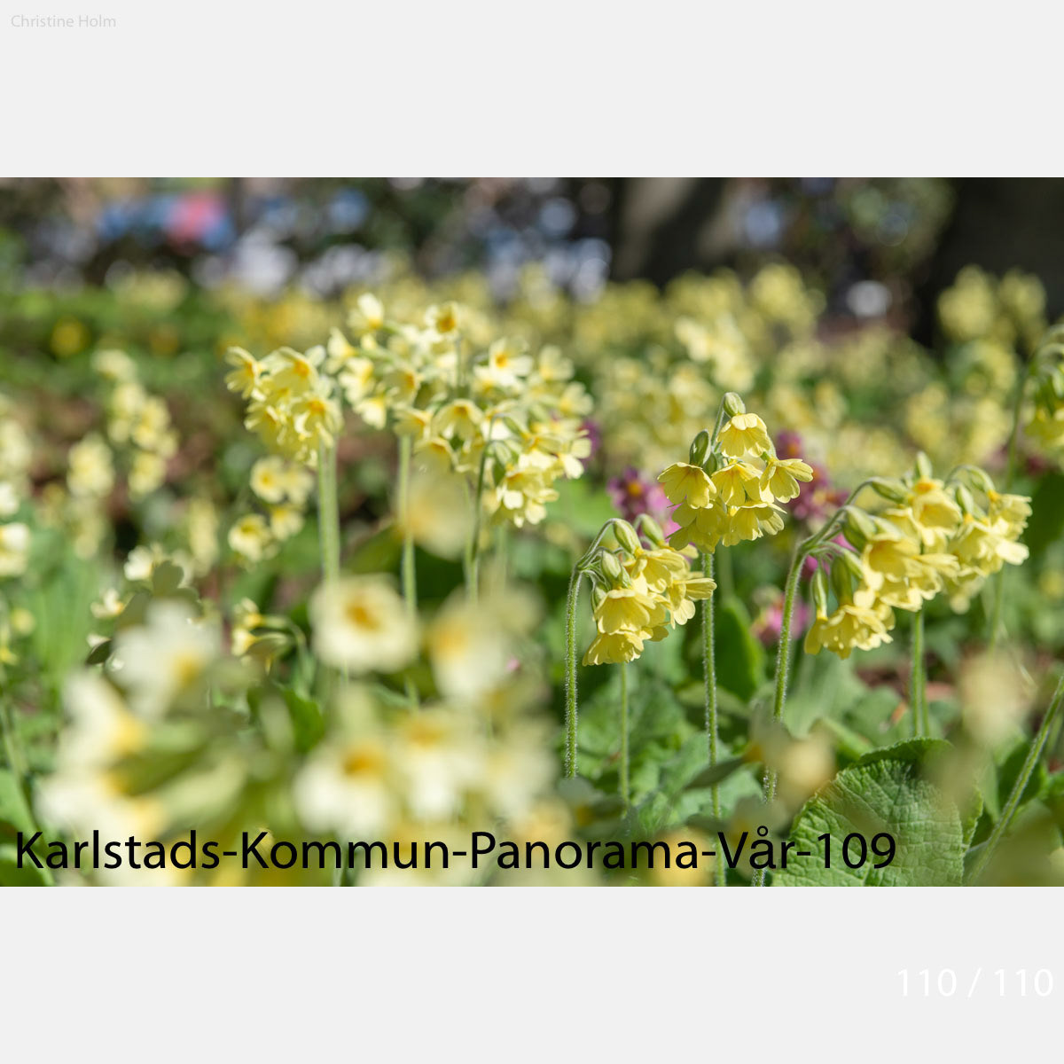 Foto: Christine Holm (www.christineholm.myportfolio.com)