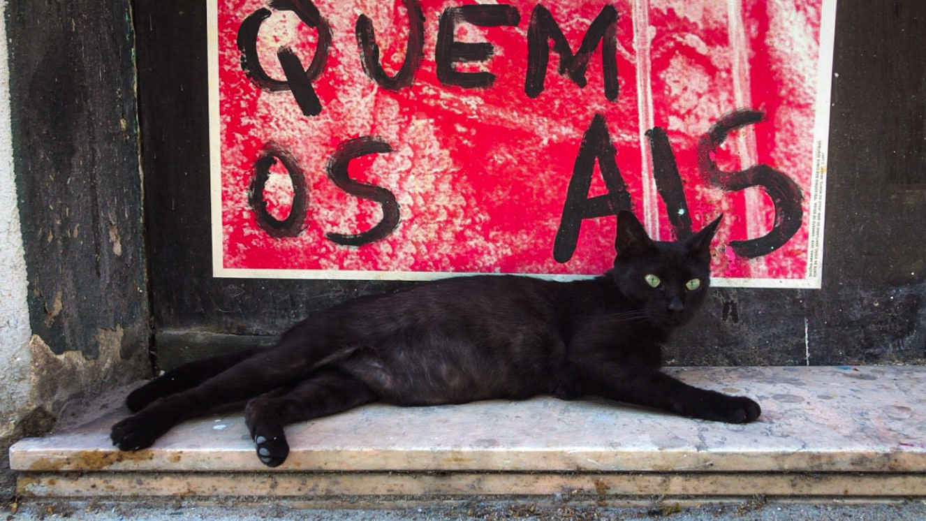 LISBOA CAT