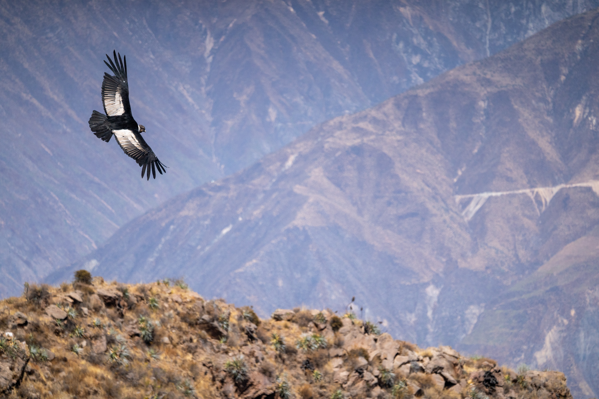 Condor flies over Colca Canyon - Arequipa, Peru
