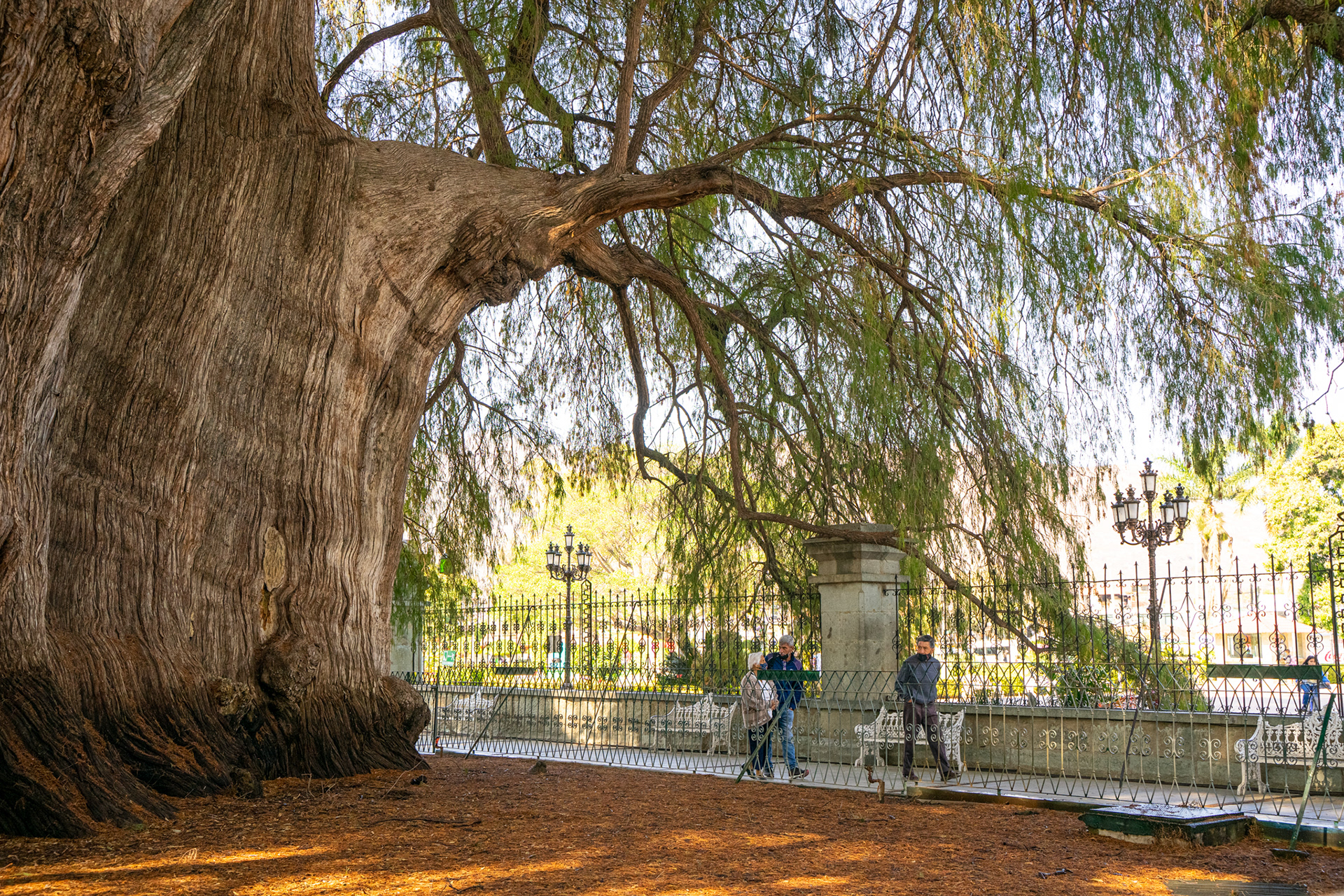 Arbol del Tule Tree, Oaxaca, Mexico