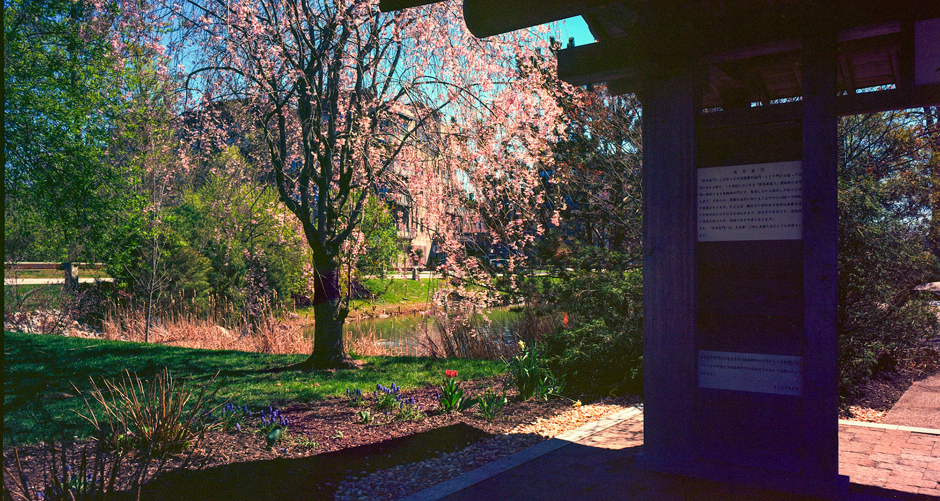 Kodak Ektar